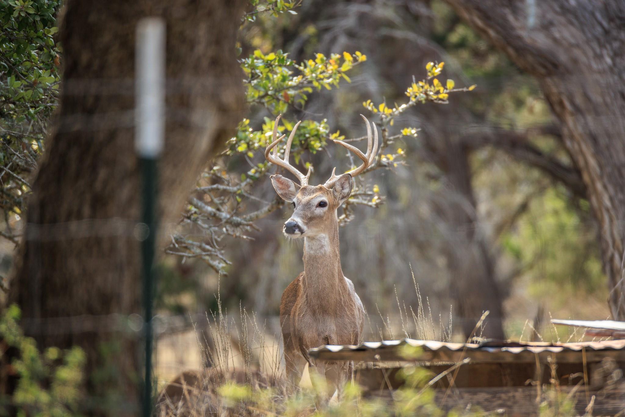 888 Dietrich Rd, Fredericksburg, TX 78624