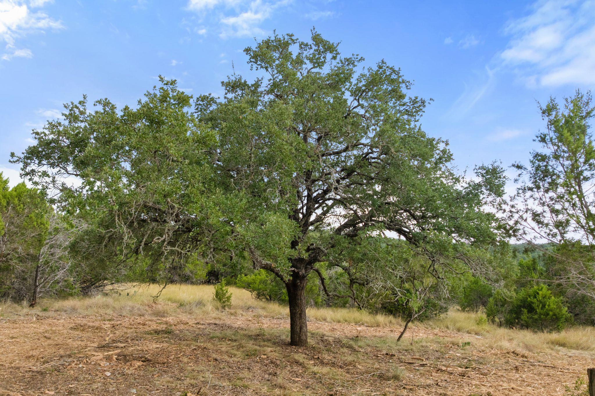 TBD Brock Hollow Dr, Johnson City, TX 78636