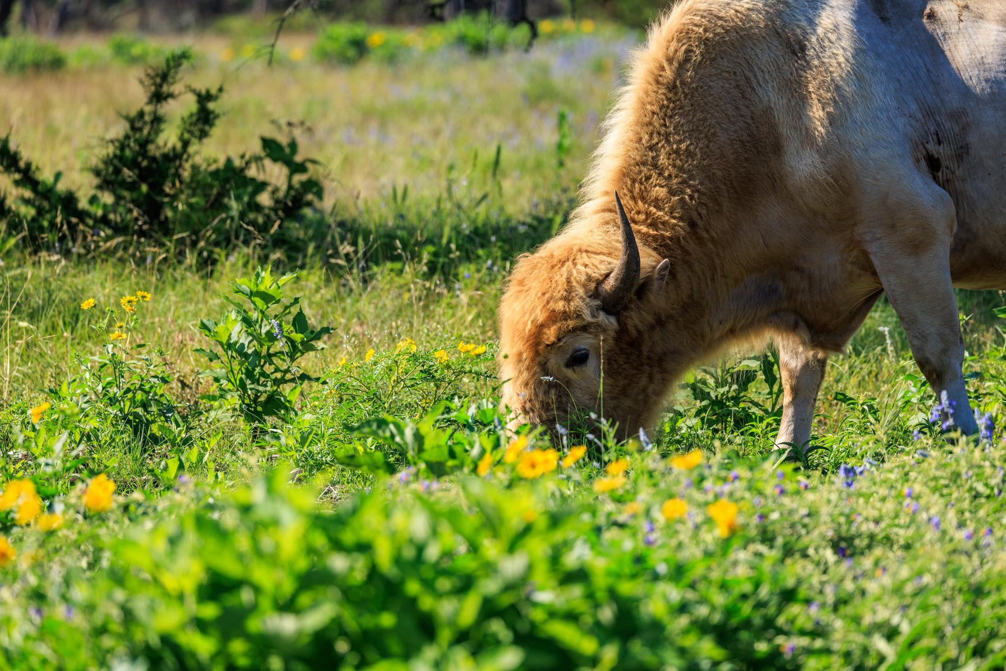 481 Living Water Ranch Rd, Harper, TX 78631