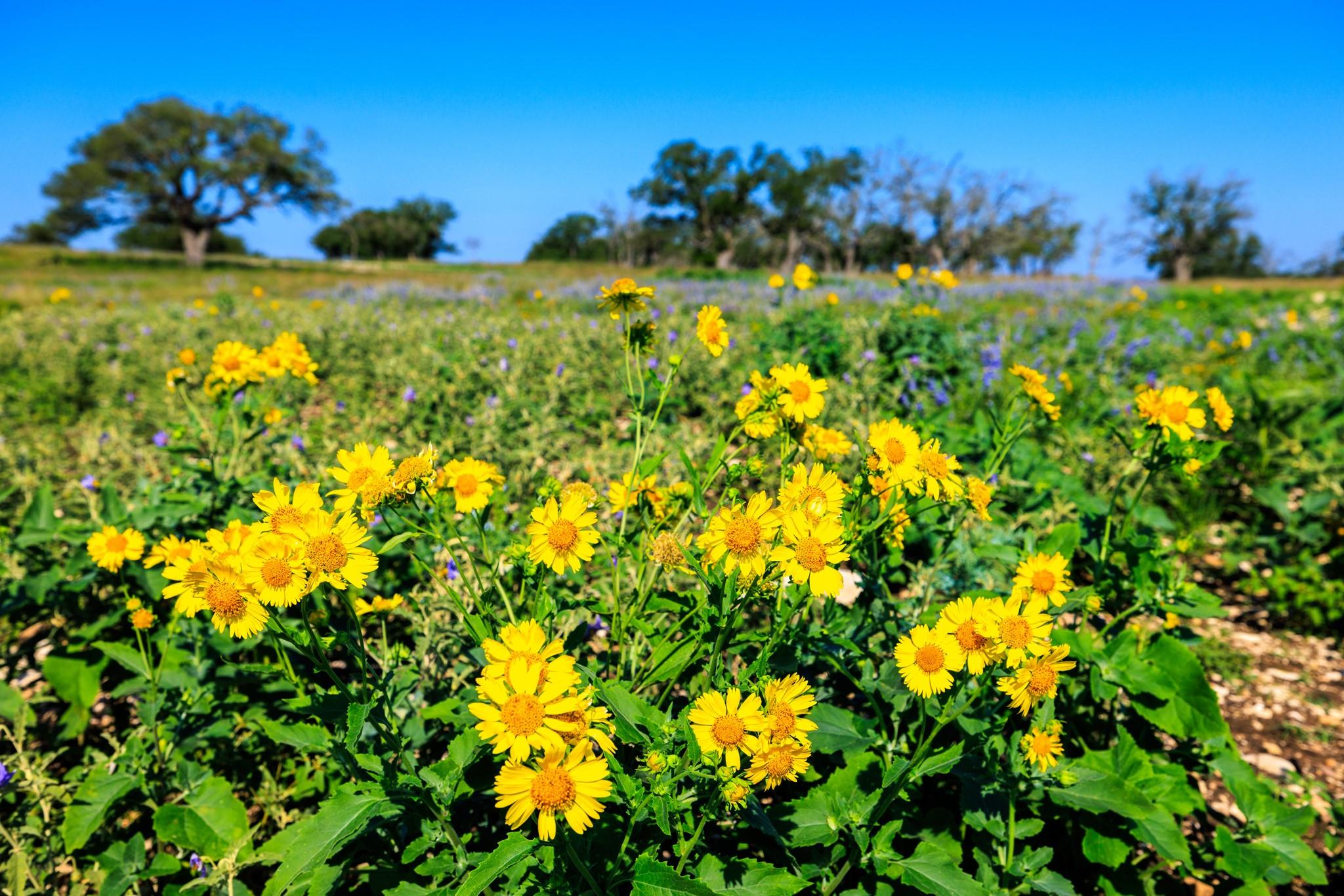 481 Living Water Ranch Rd, Harper, TX 78631