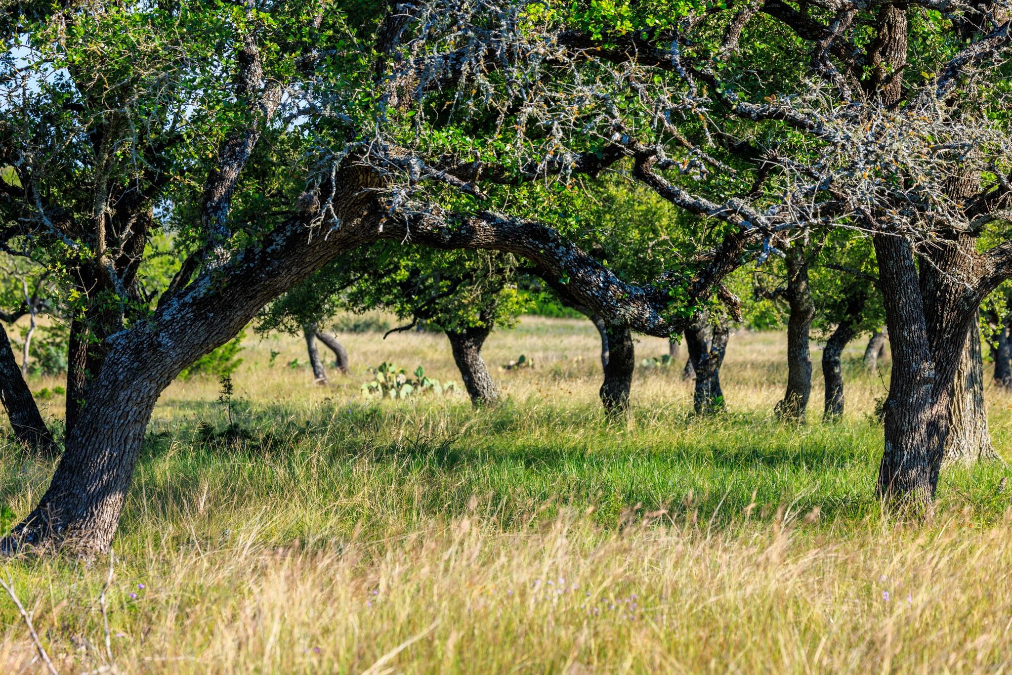481 Living Water Ranch Rd, Harper, TX 78631