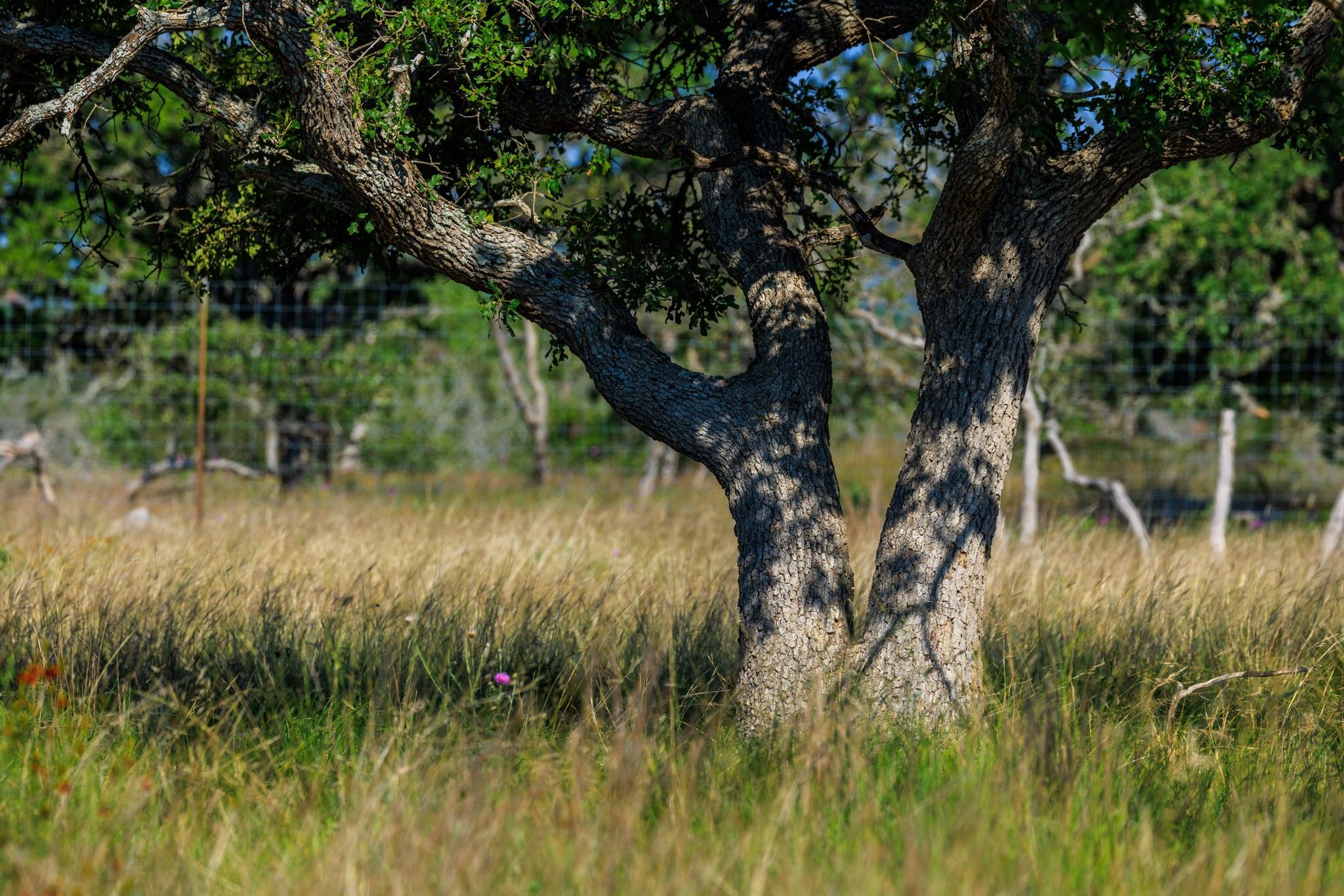 481 Living Water Ranch Rd, Harper, TX 78631