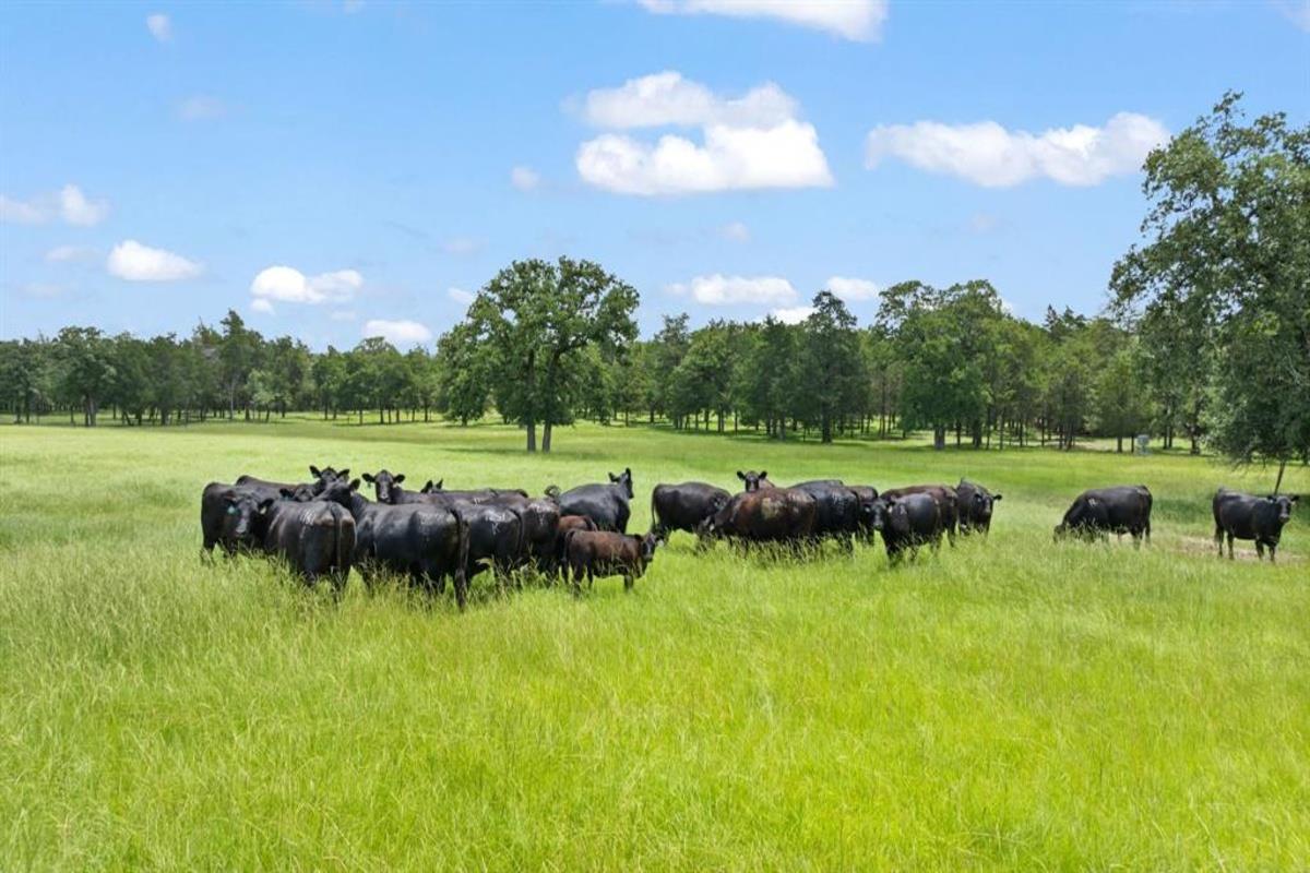 705 Antioch Rd, Paige, TX 78659