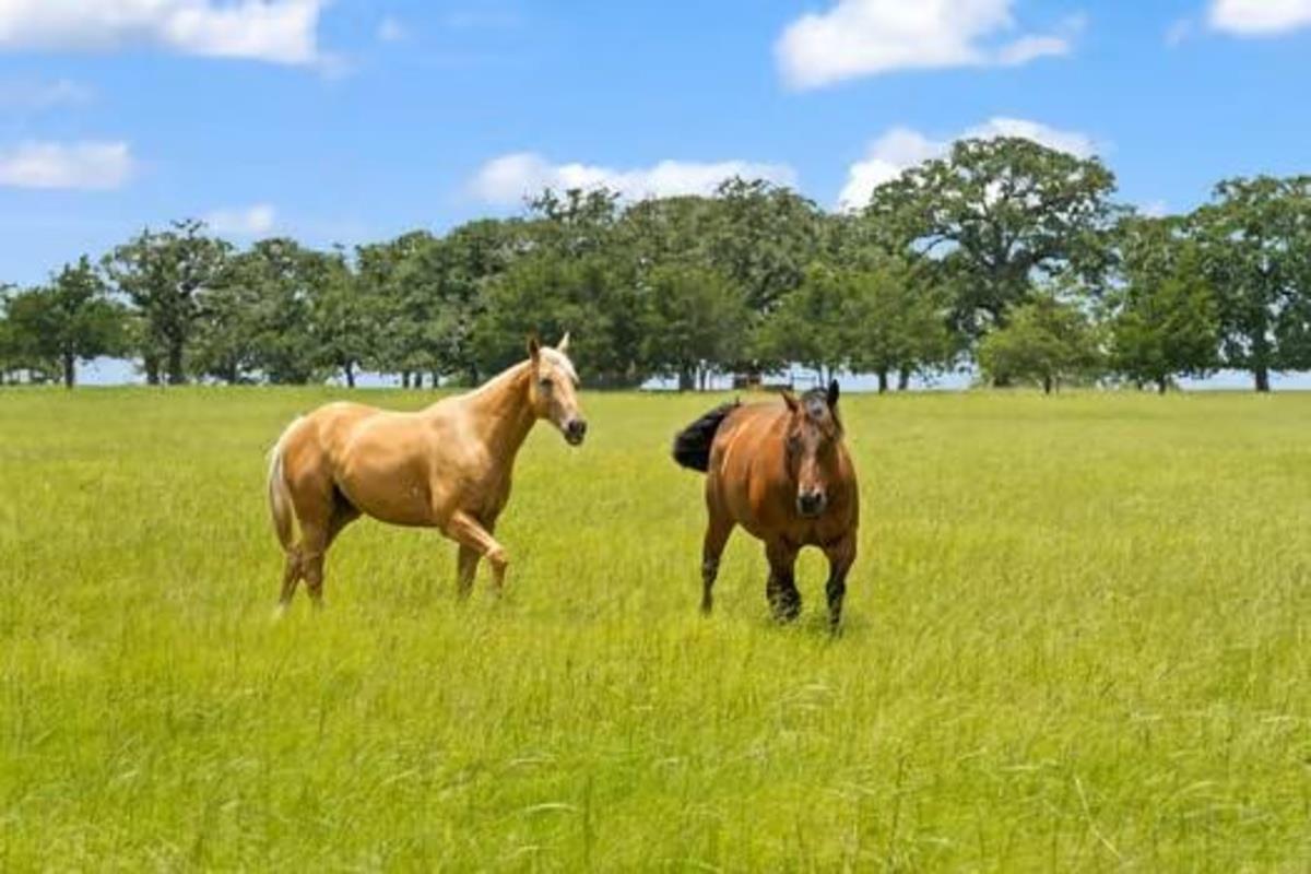 705 Antioch Rd, Paige, TX 78659