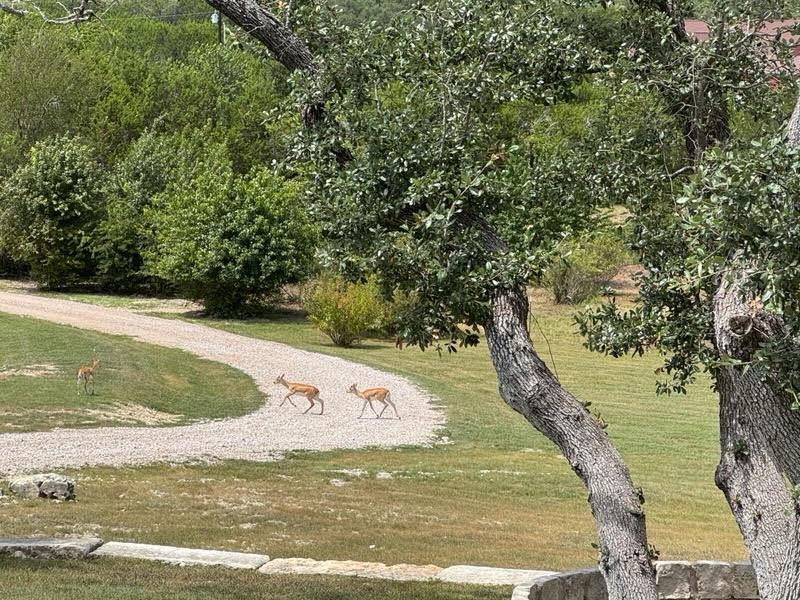 1953 County Road 250, Burnet, TX 78611