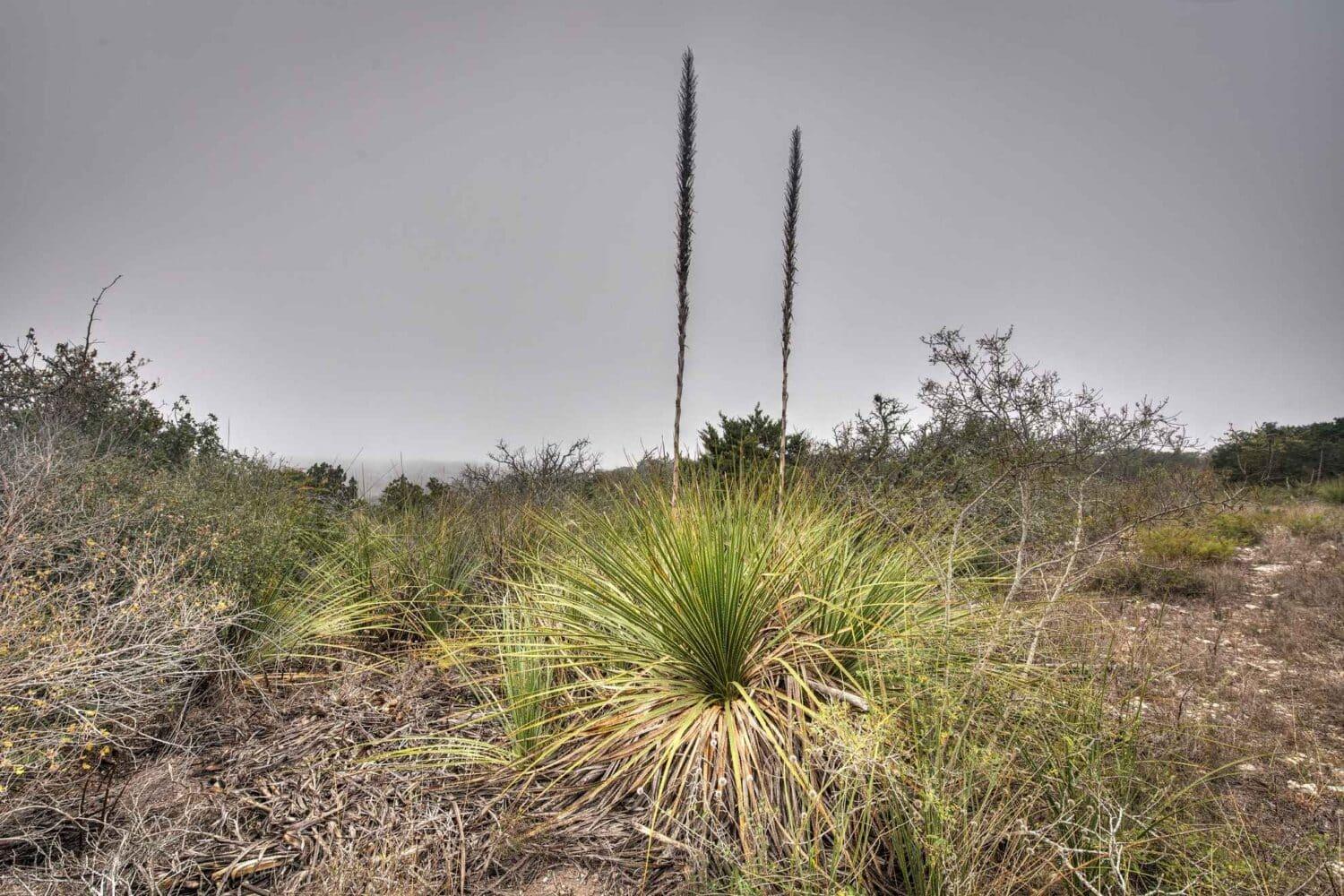 TBD Leona Ranch Rd, Brackettville, TX 78832