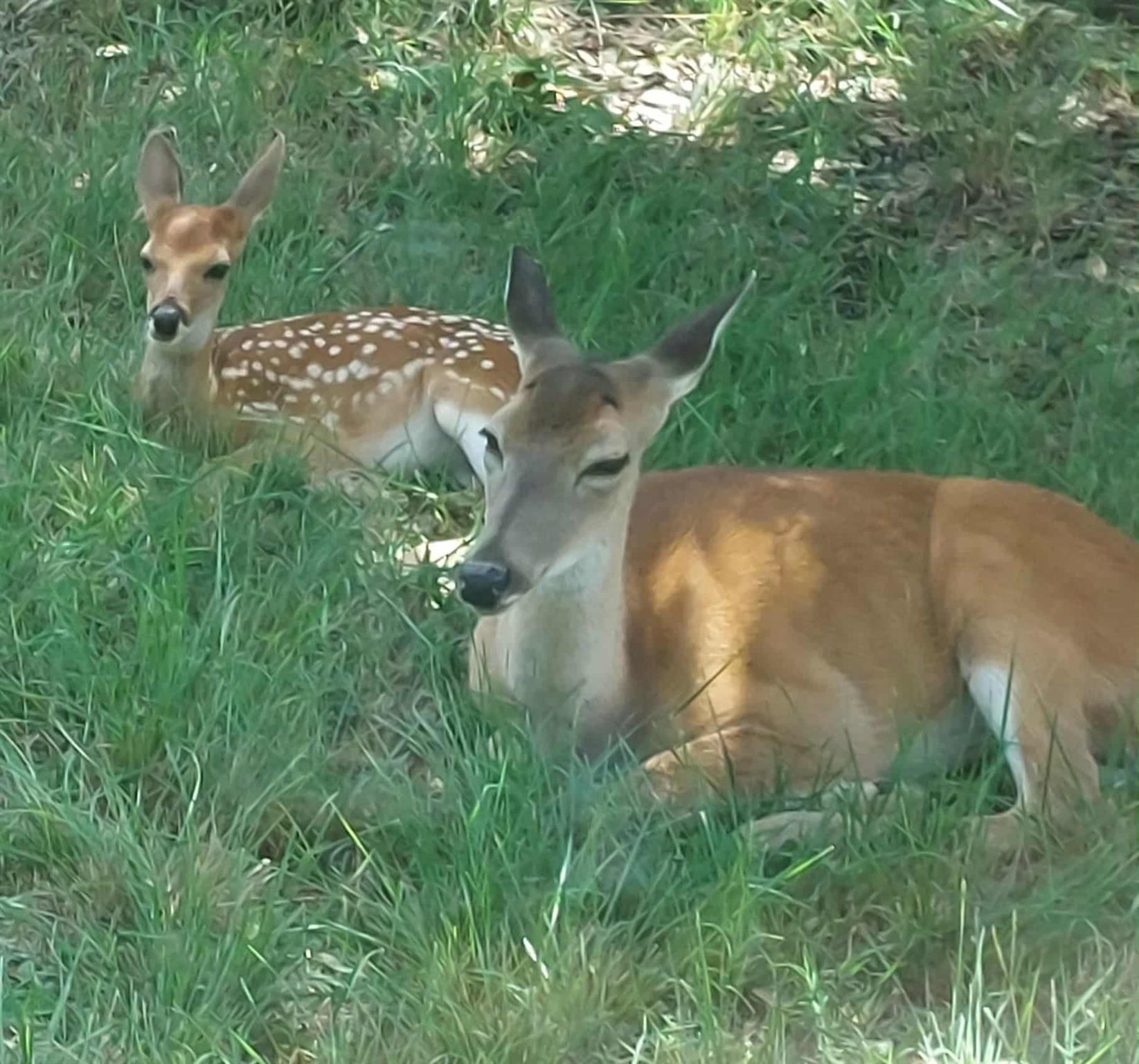 409 Venture Blvd S, Point Venture, TX 78645