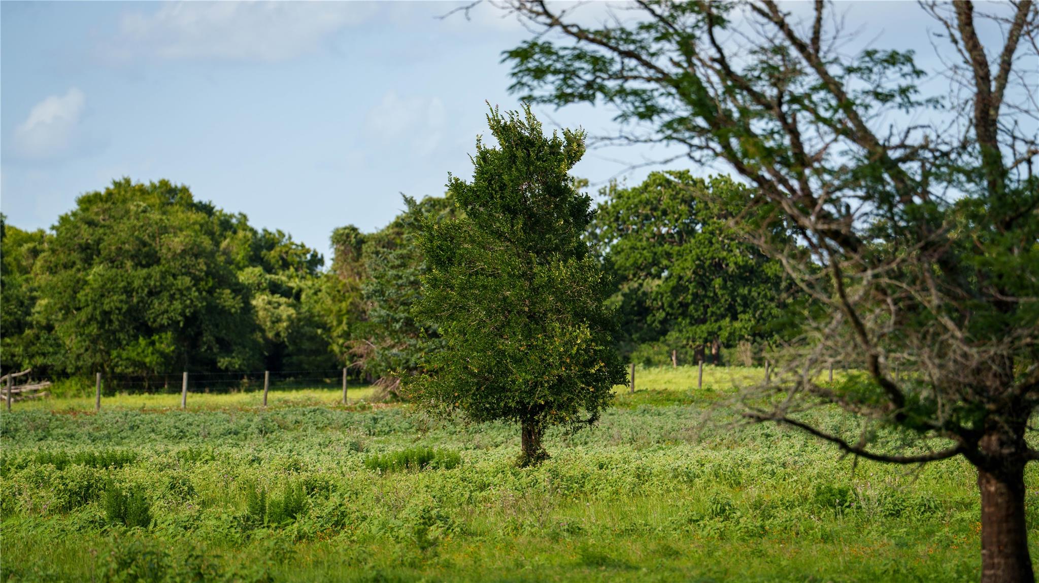 TBD FM 2104, Smithville, TX 78957