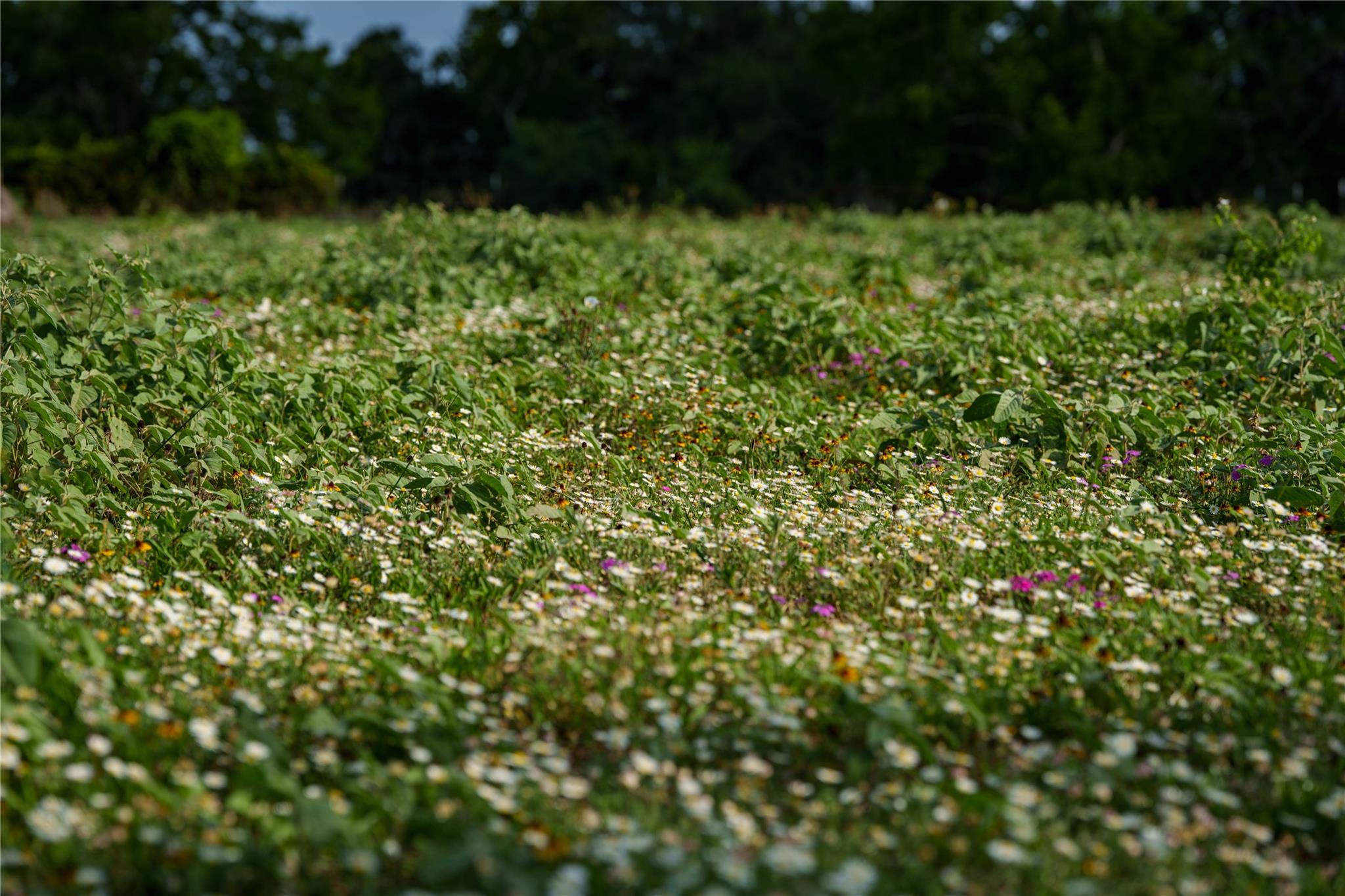 TBD FM 2104, Smithville, TX 78957