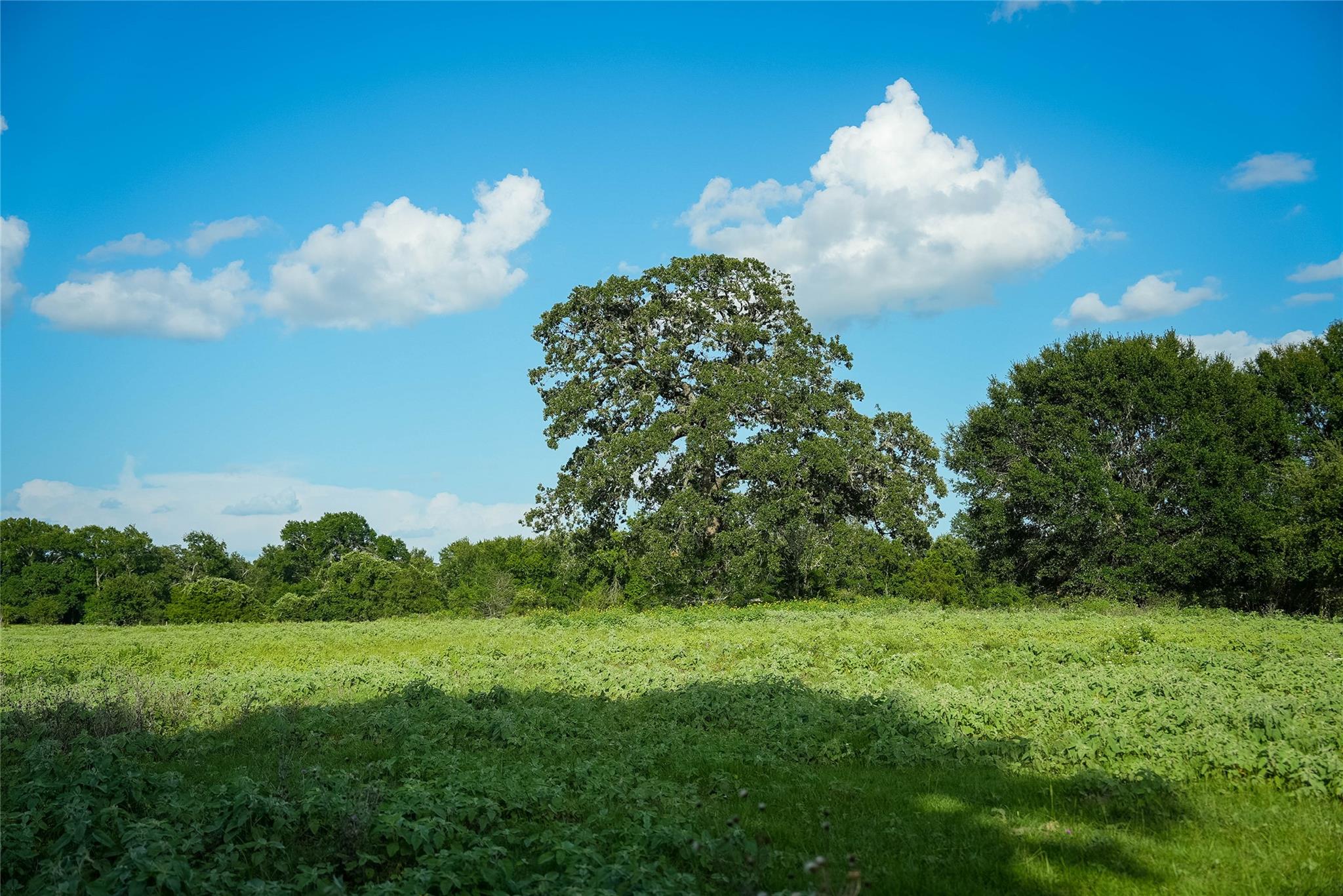 TBD FM 2104, Smithville, TX 78957