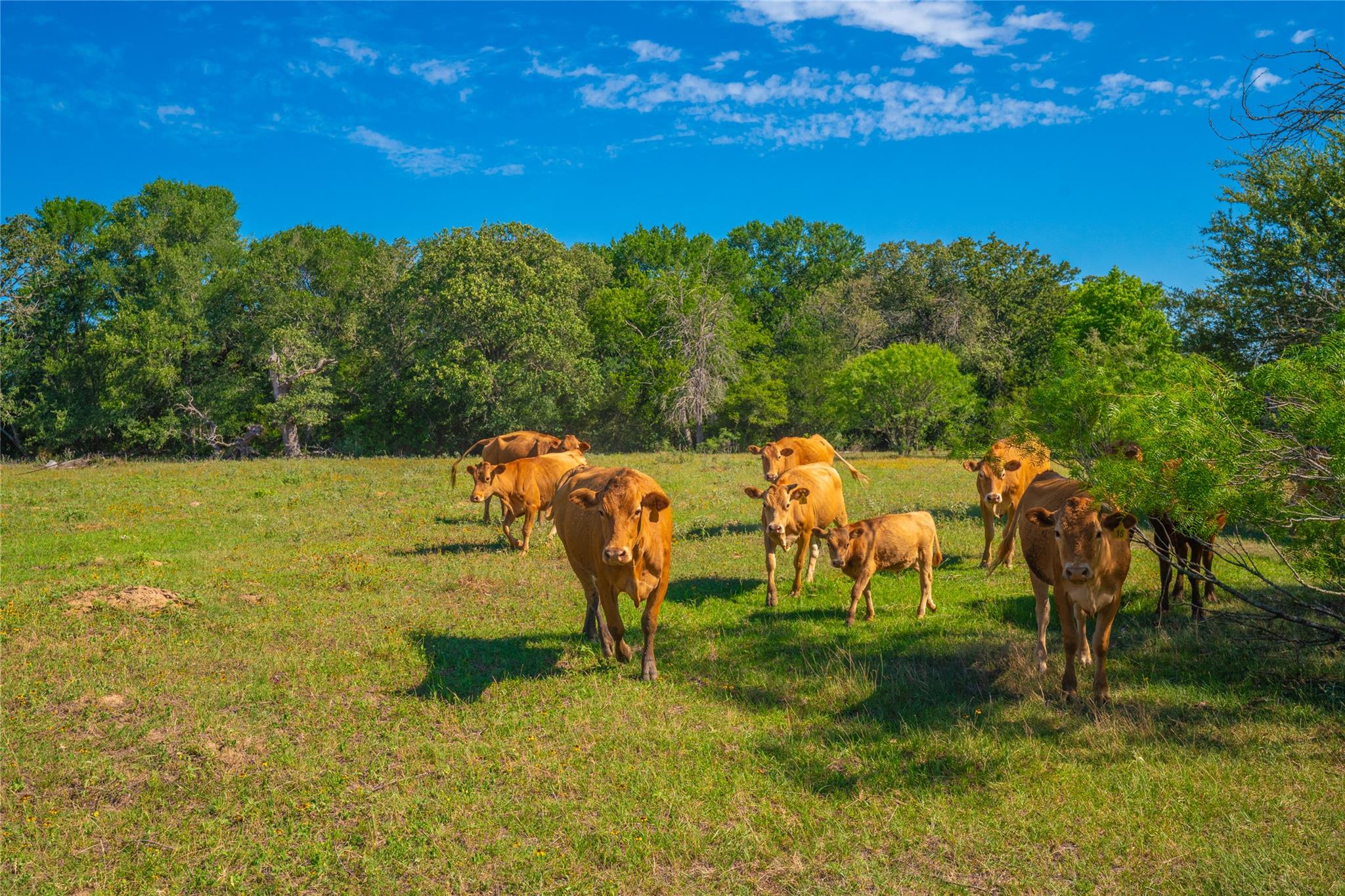 TBD FM 2104, Smithville, TX 78957