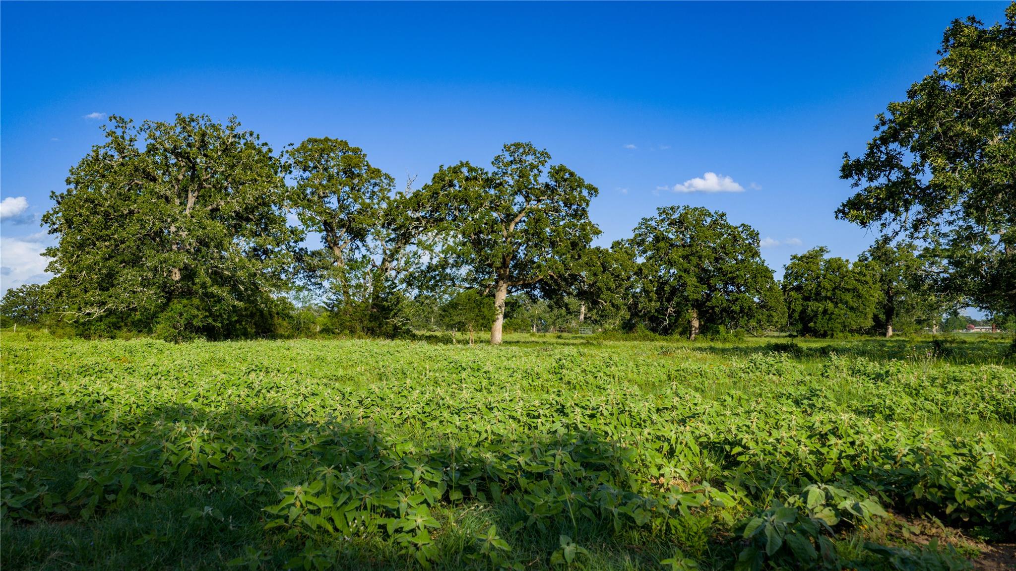 TBD FM 2104, Smithville, TX 78957