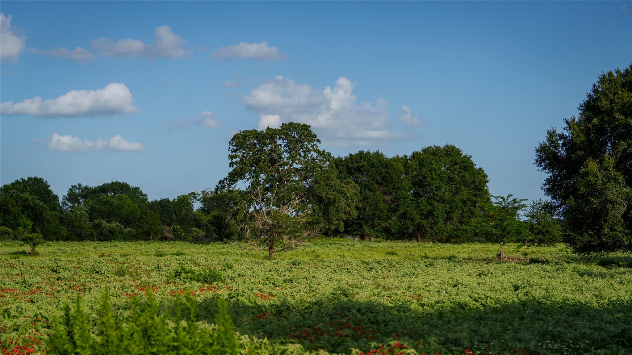 TBD FM 2104, Smithville, TX 78957