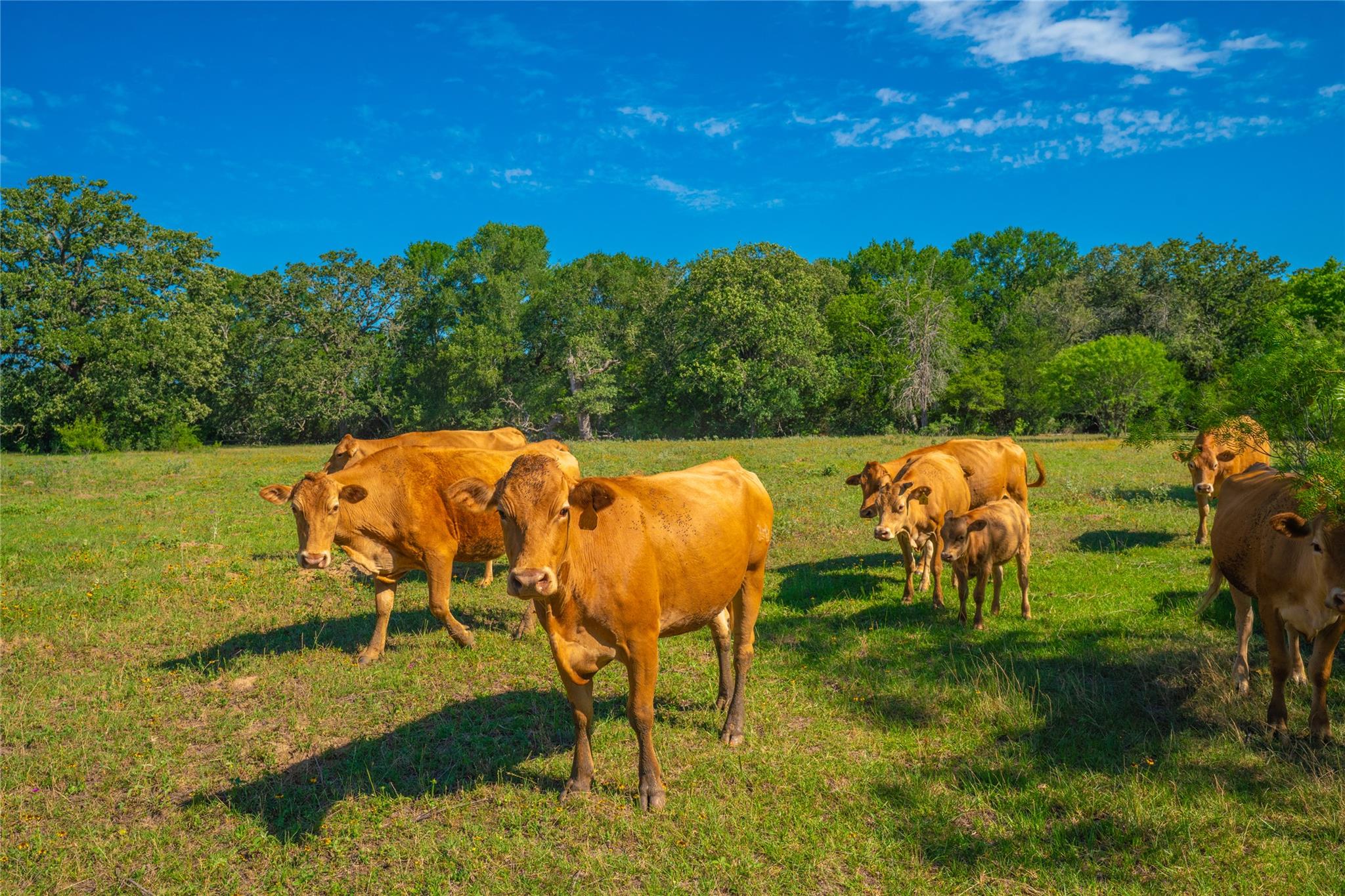 TBD FM 2104, Smithville, TX 78957