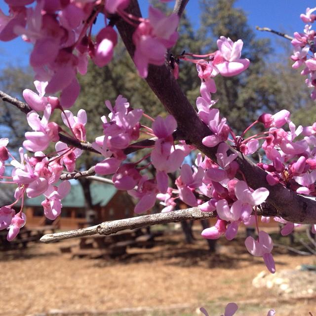 4032 Ranch Road 3232, Johnson City, TX 78636