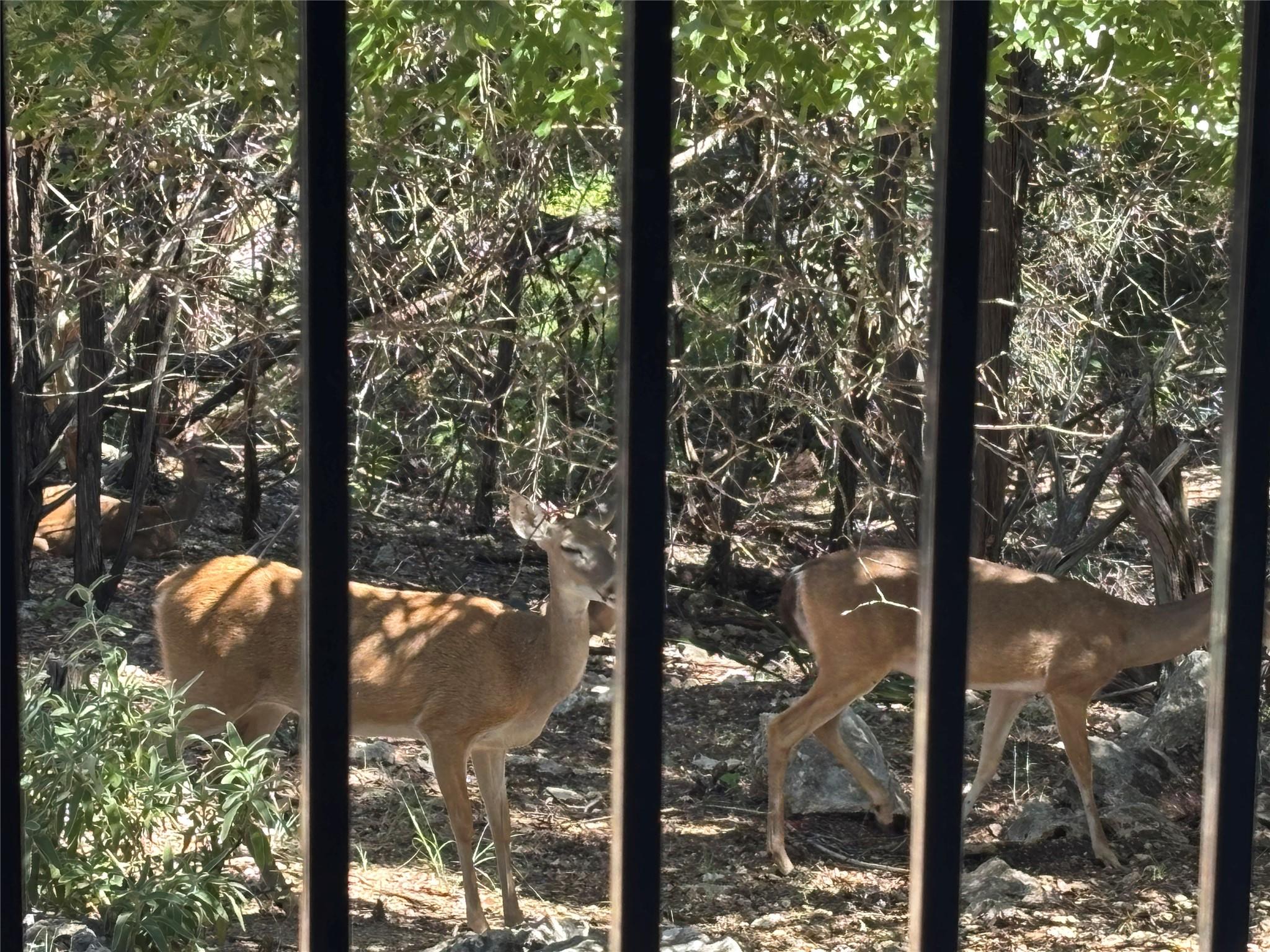 358 Shady Bluff Dr # B, Wimberley, TX 78676