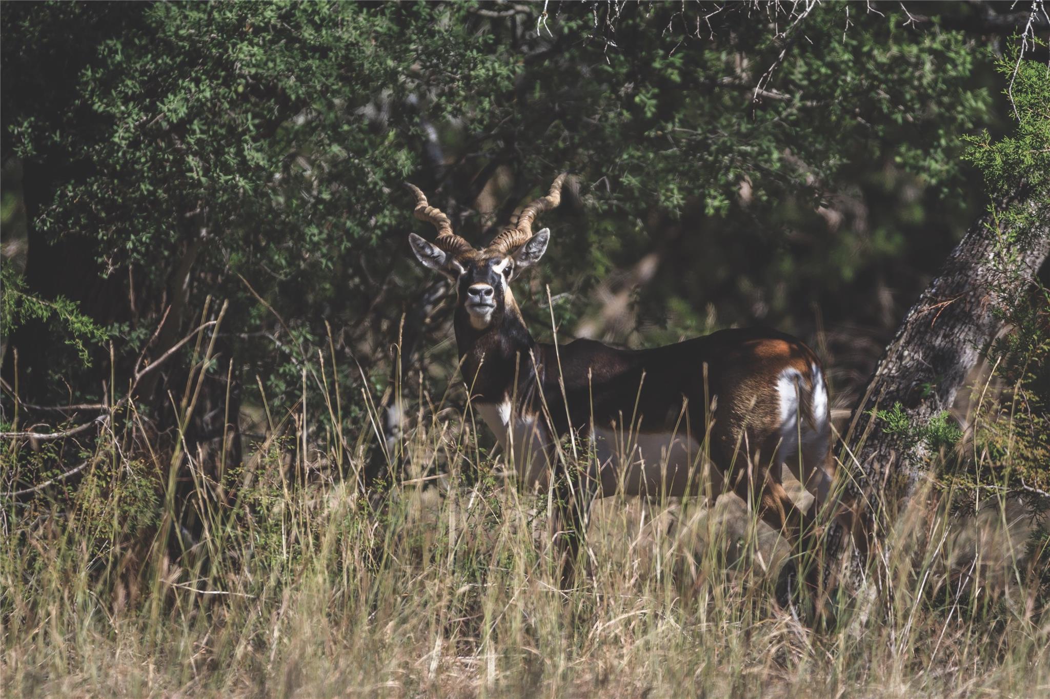 62 Balcones Dr, Johnson City, TX 78636