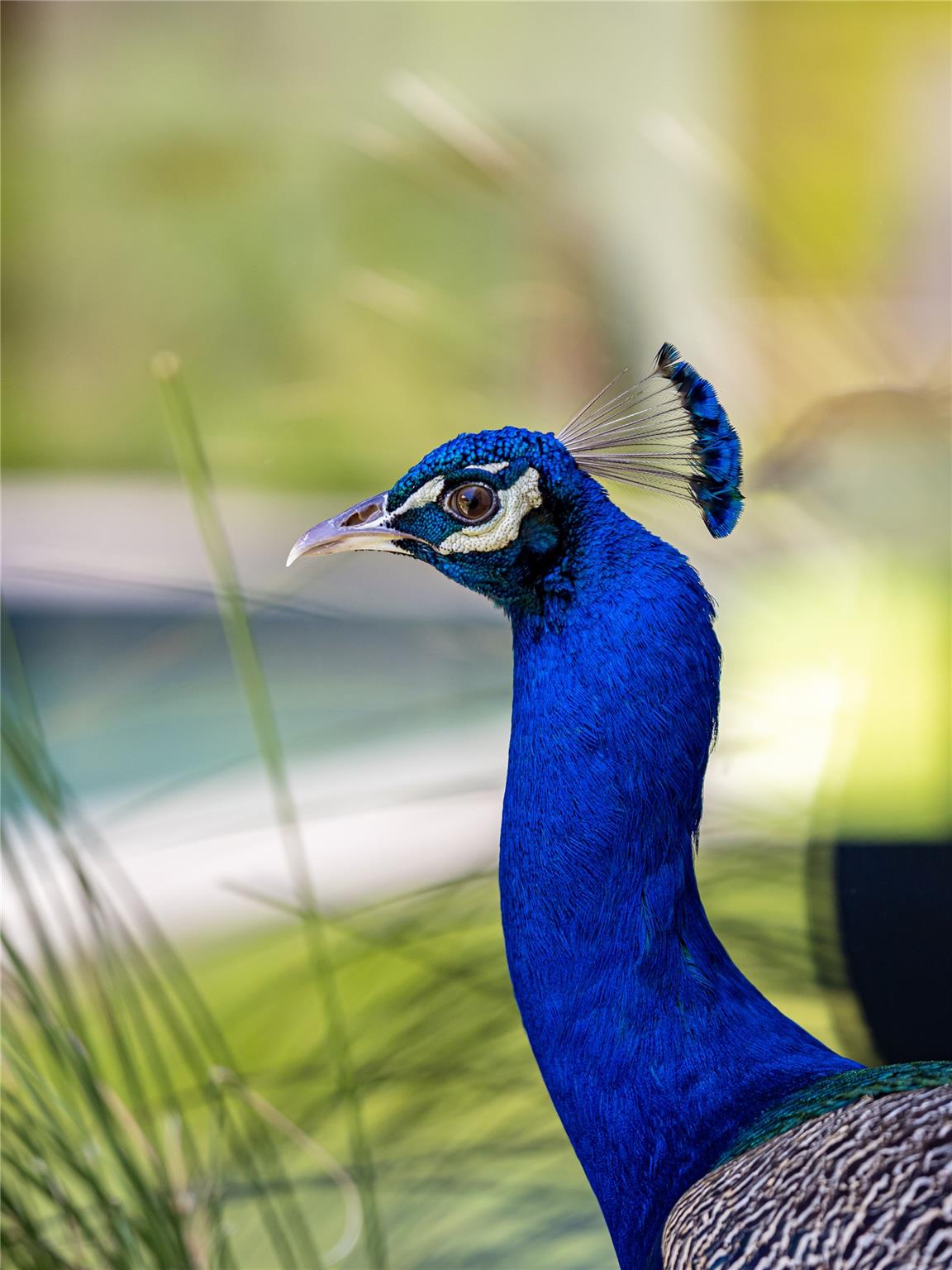 805 W Live Oak St, Austin, TX 78704