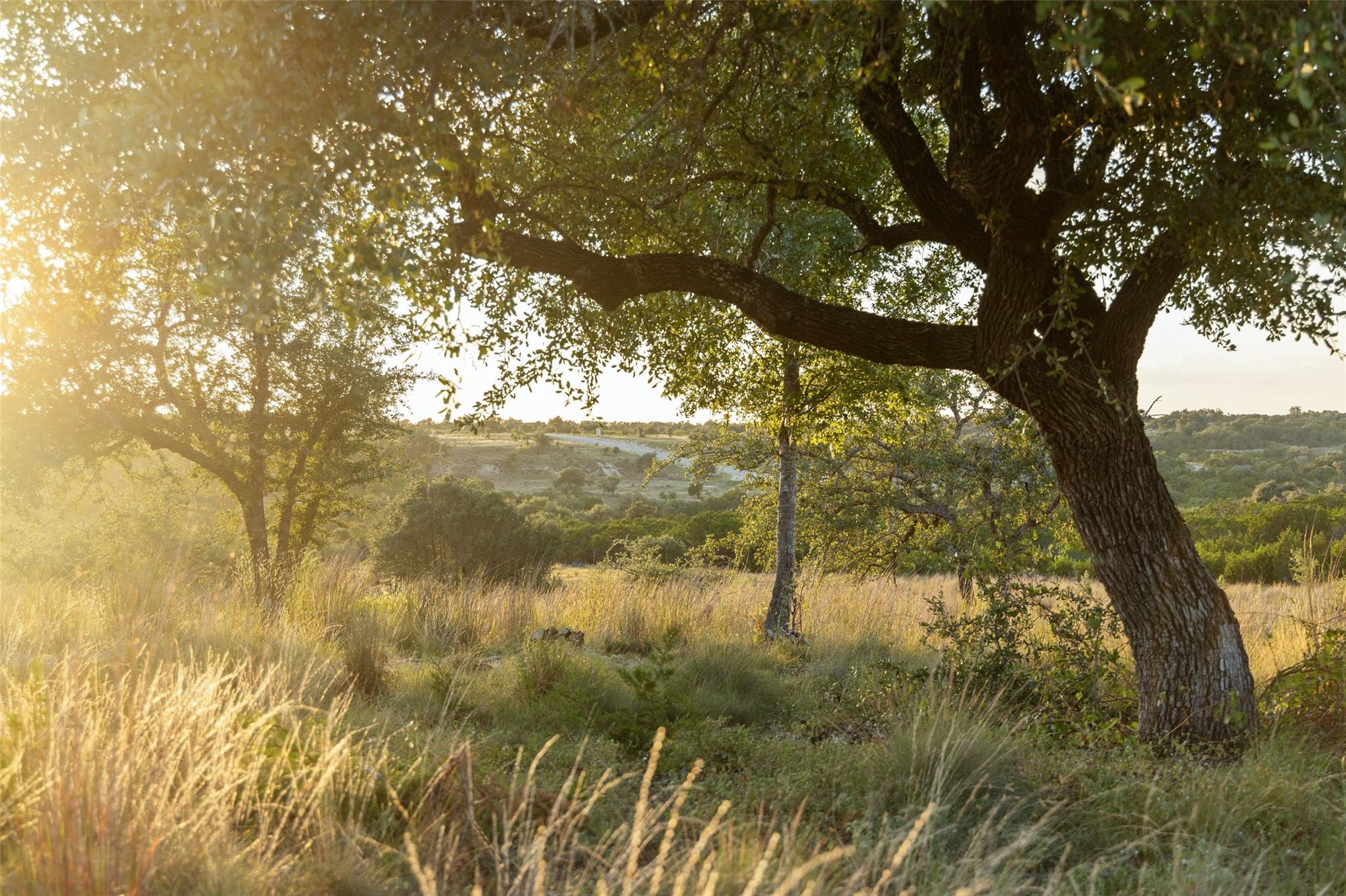 Lot 68 W Leaning Madrone Dr, Johnson City, TX 78636