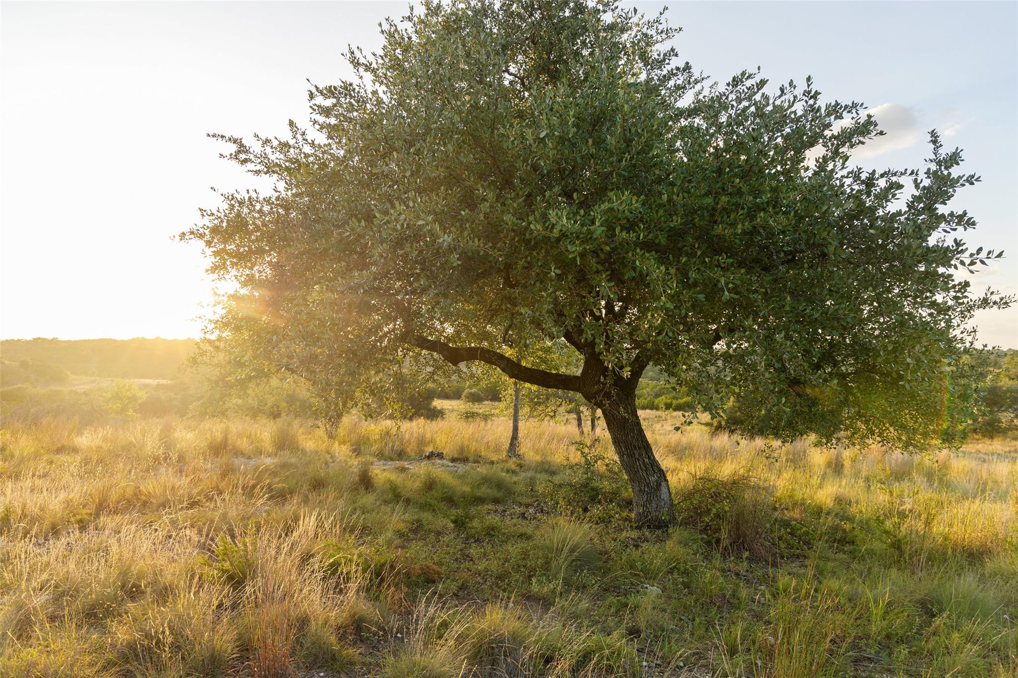 Lot 68 W Leaning Madrone Dr, Johnson City, TX 78636