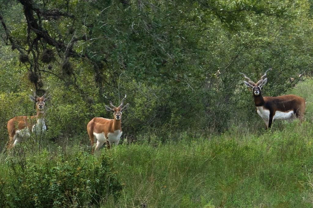 428 Summit Spring Ln, Johnson City, TX 78636