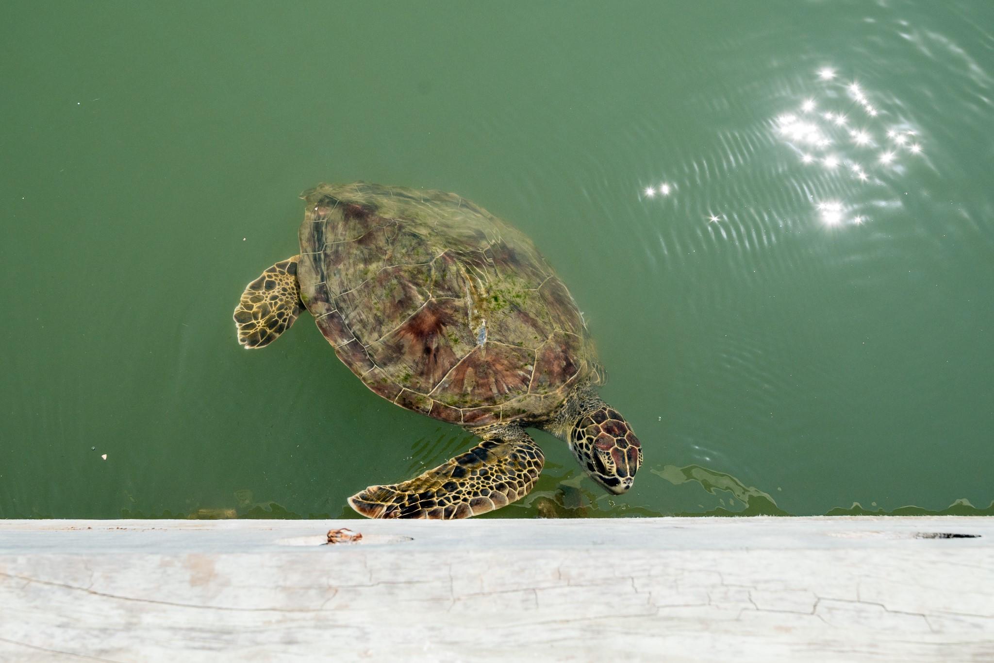 318 W Cotter Ave # 2, Port Aransas, TX 78373