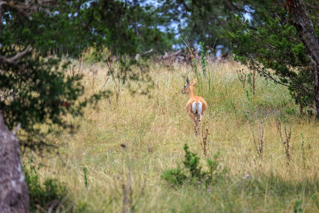 Lot 41 Buckskin Path Path, Fredericksburg, TX 78624