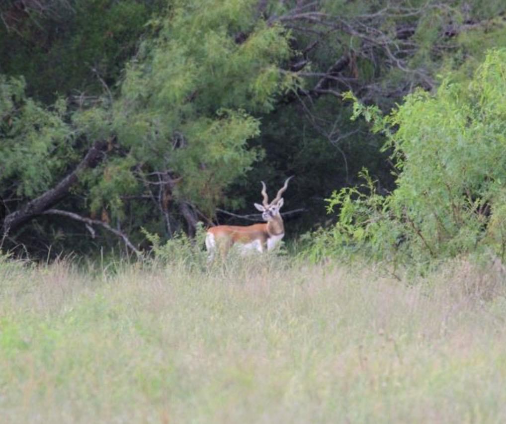 7103 Peck Bush Rd, Moore, TX 78057