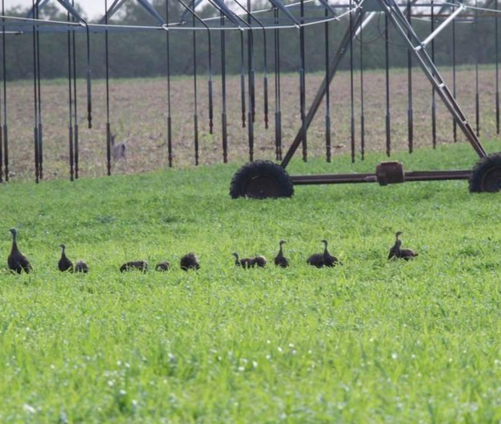 7103 Peck Bush Rd, Moore, TX 78057