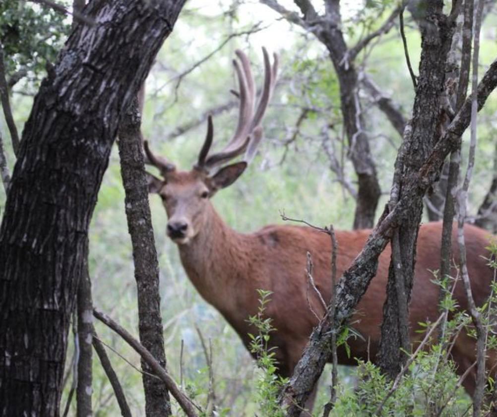 7103 Peck Bush Rd, Moore, TX 78057