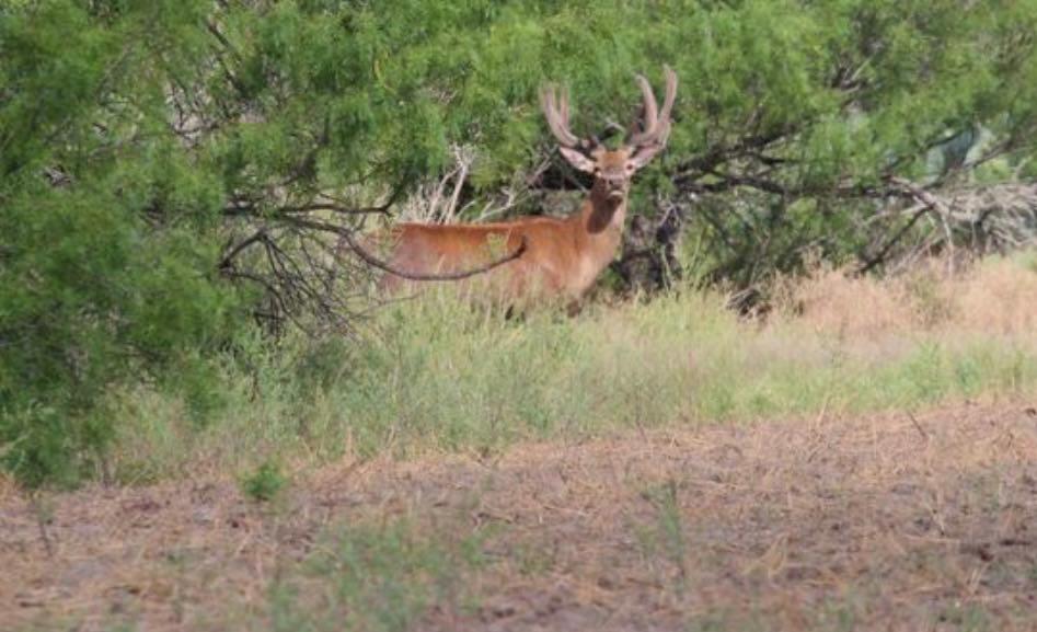 7103 Peck Bush Rd, Moore, TX 78057