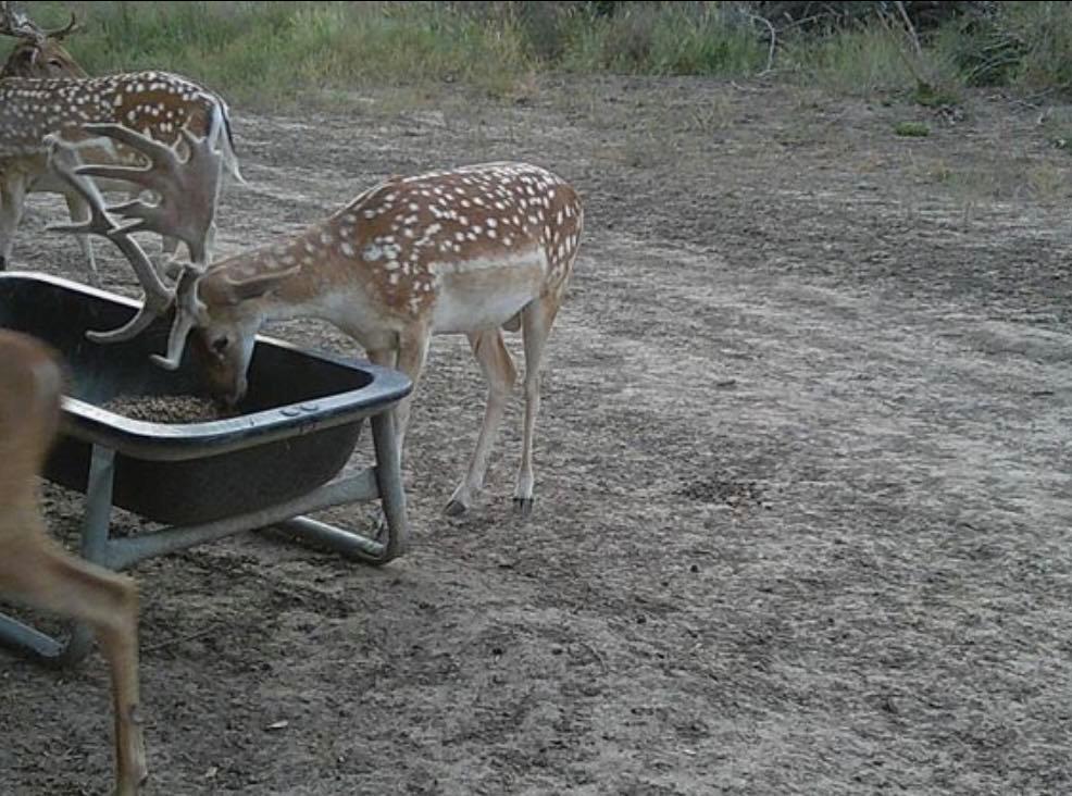 7103 Peck Bush Rd, Moore, TX 78057