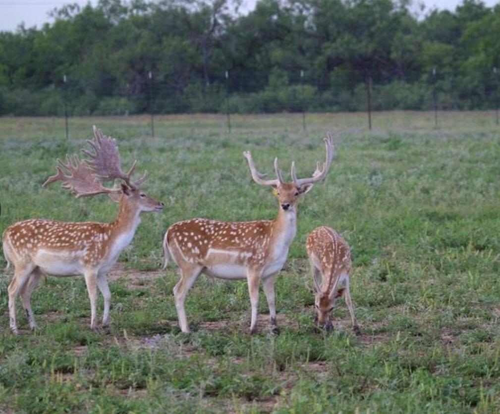 7103 Peck Bush Rd, Moore, TX 78057