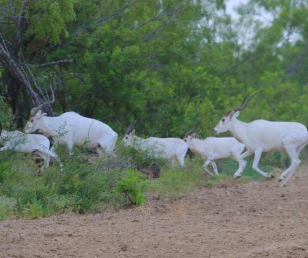 7103 Peck Bush Rd, Moore, TX 78057