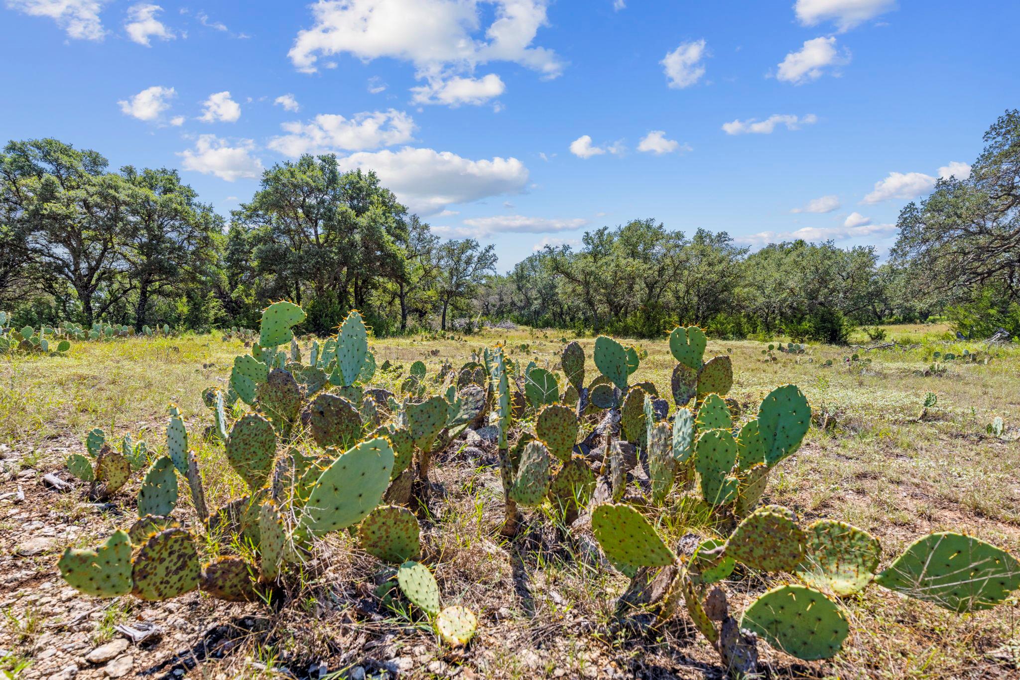 Lot 170 Heartleaf Dr, Lampasas, TX 76550