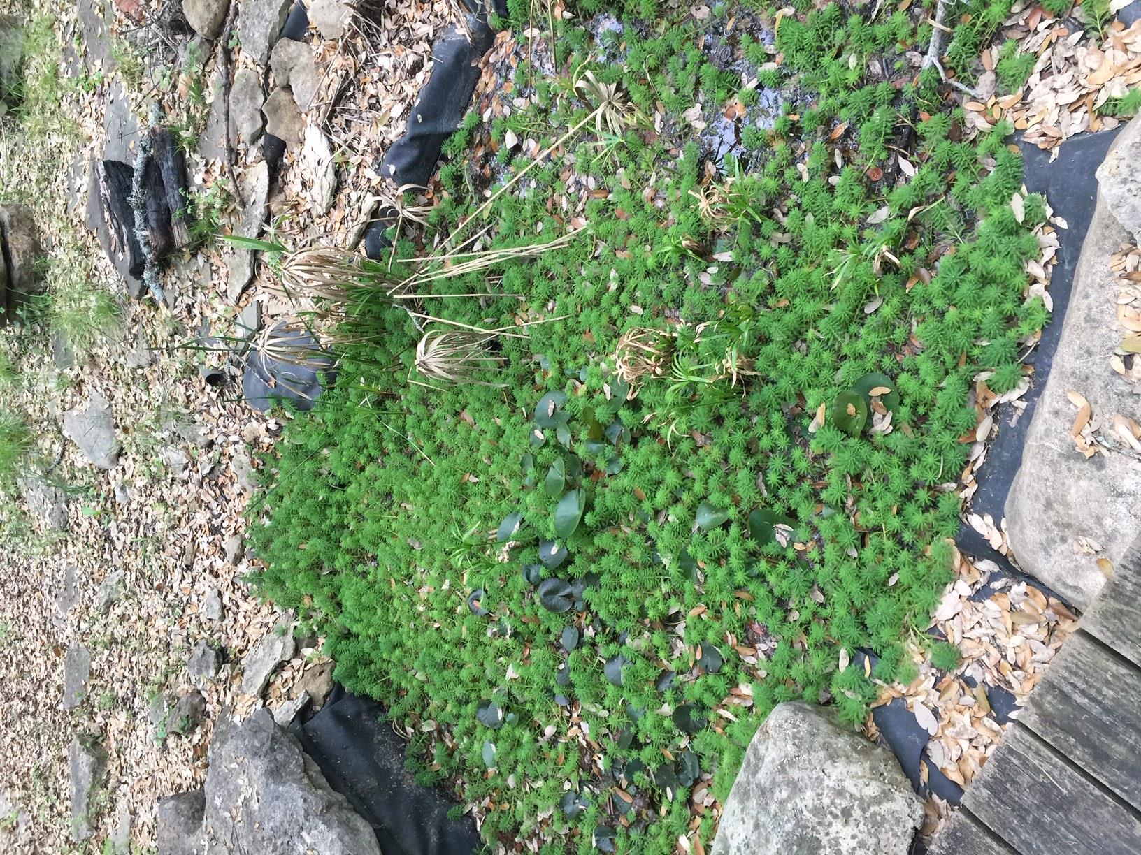 1850 N Rainbow Ranch Rd N, Wimberley, TX 78676