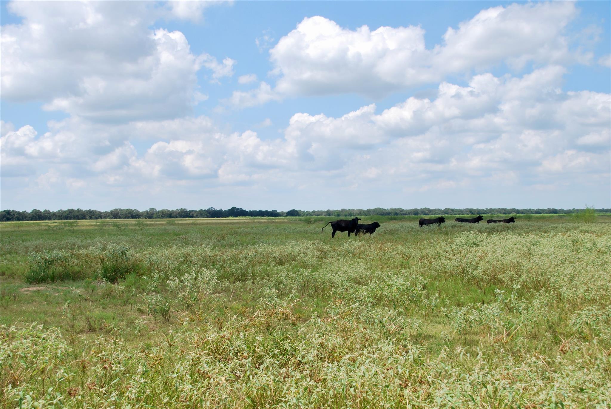 Hallettsville, TX 77964