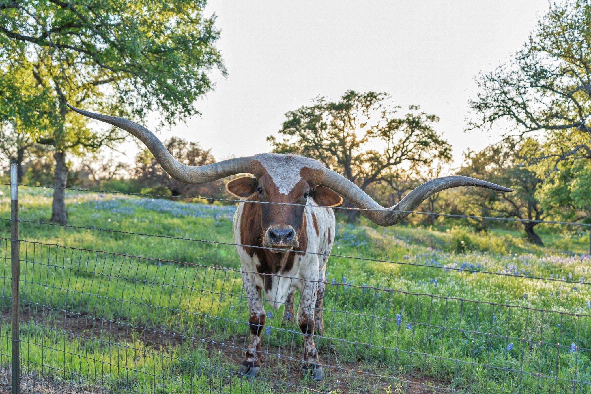 310 The Hills Rd, Horseshoe Bay, TX 78657