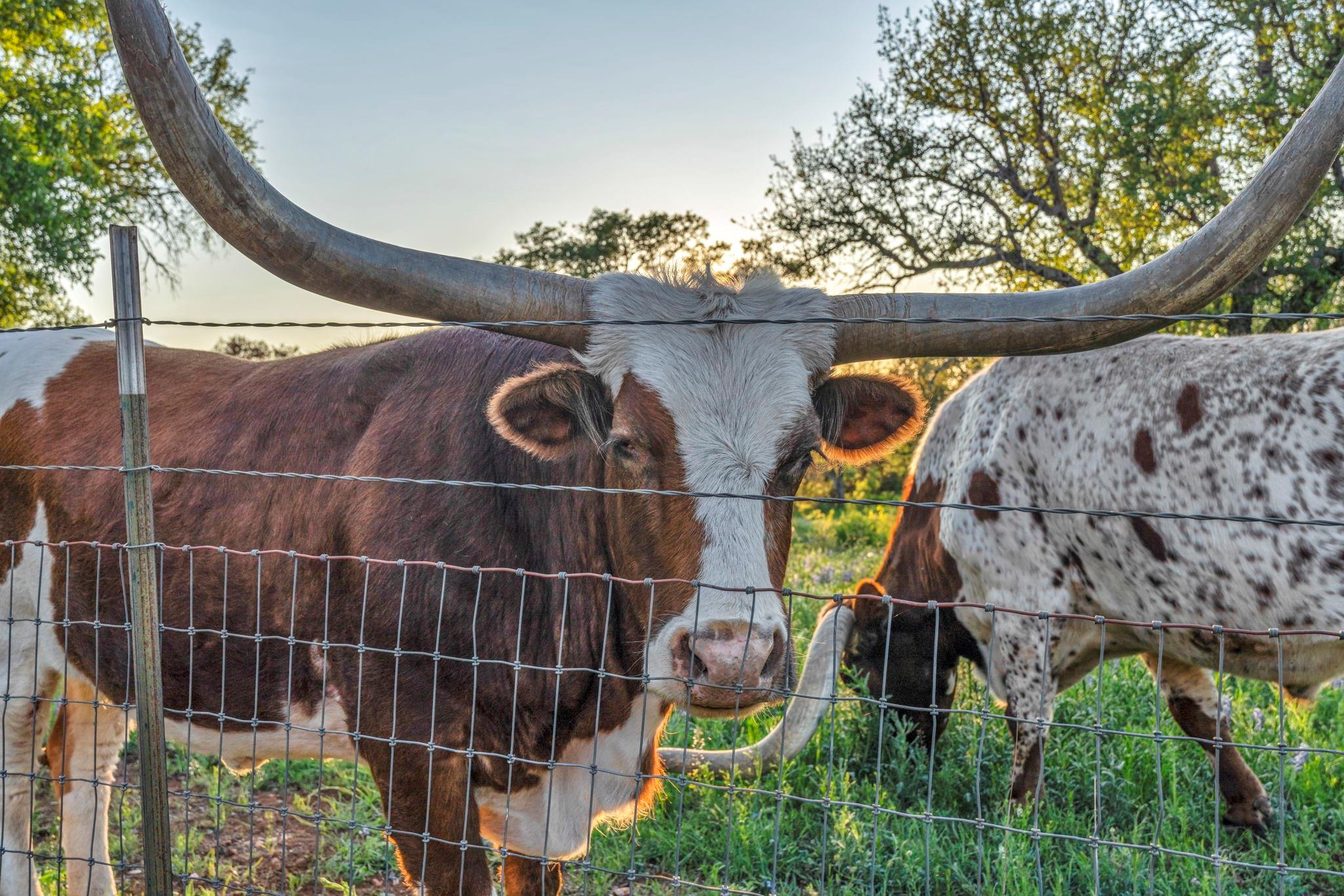 310 The Hills Rd, Horseshoe Bay, TX 78657