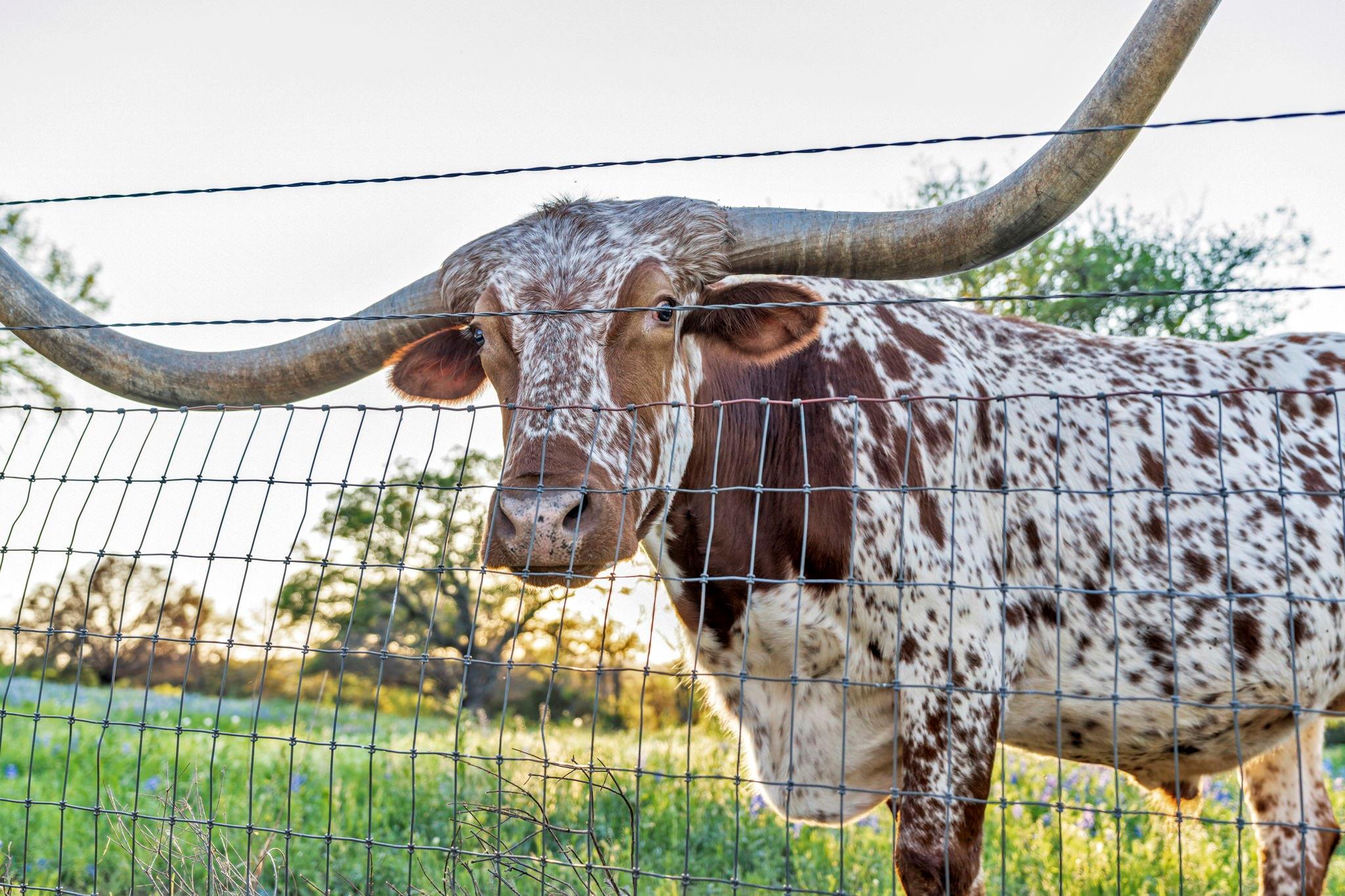 310 The Hills Rd, Horseshoe Bay, TX 78657