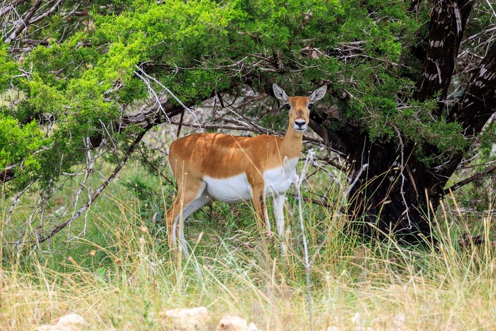 Lot 3 Oakwater Dr, Fredericksburg, TX 78624