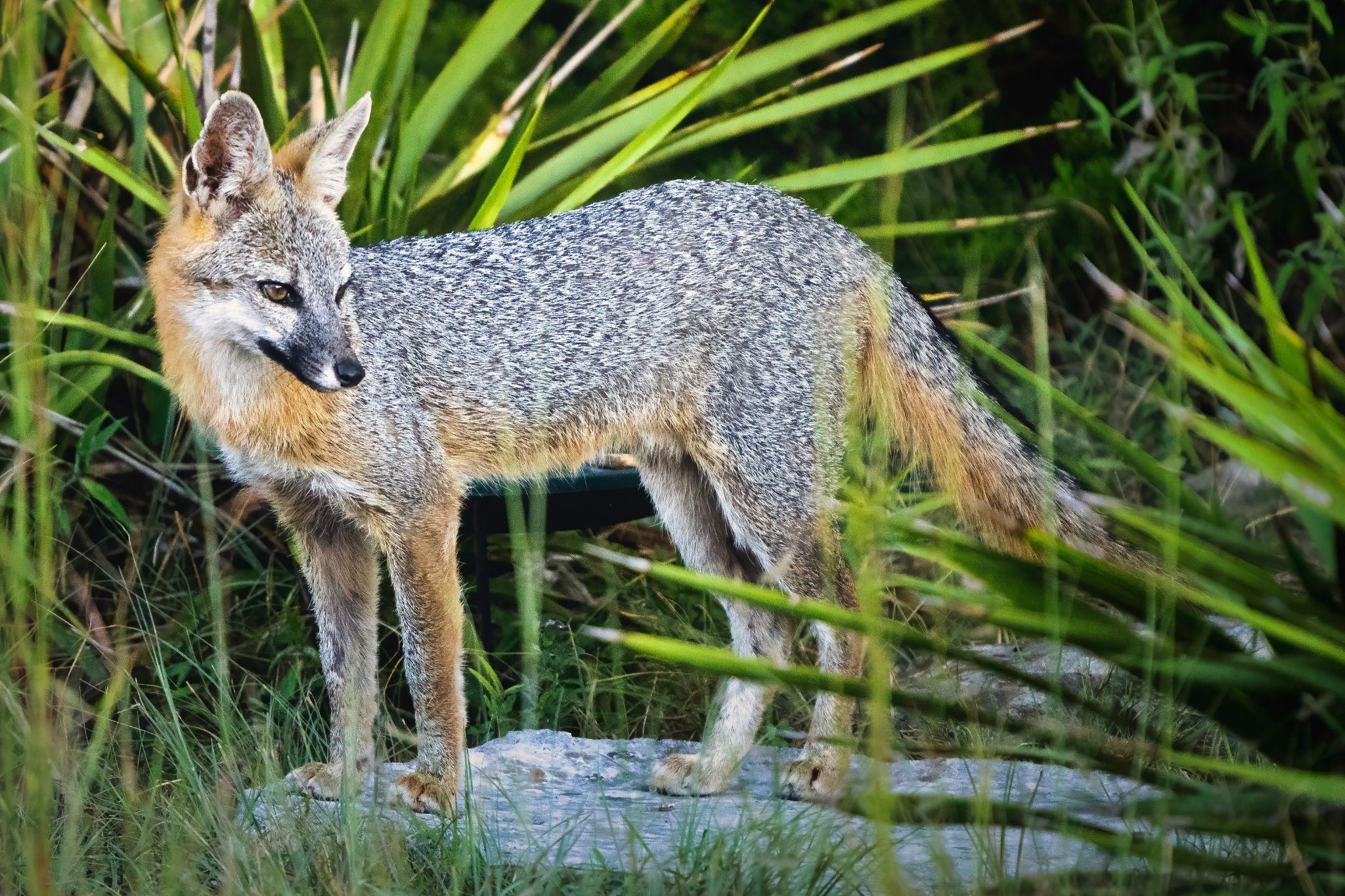 114 Hazelnut Ct, Driftwood, TX 78619