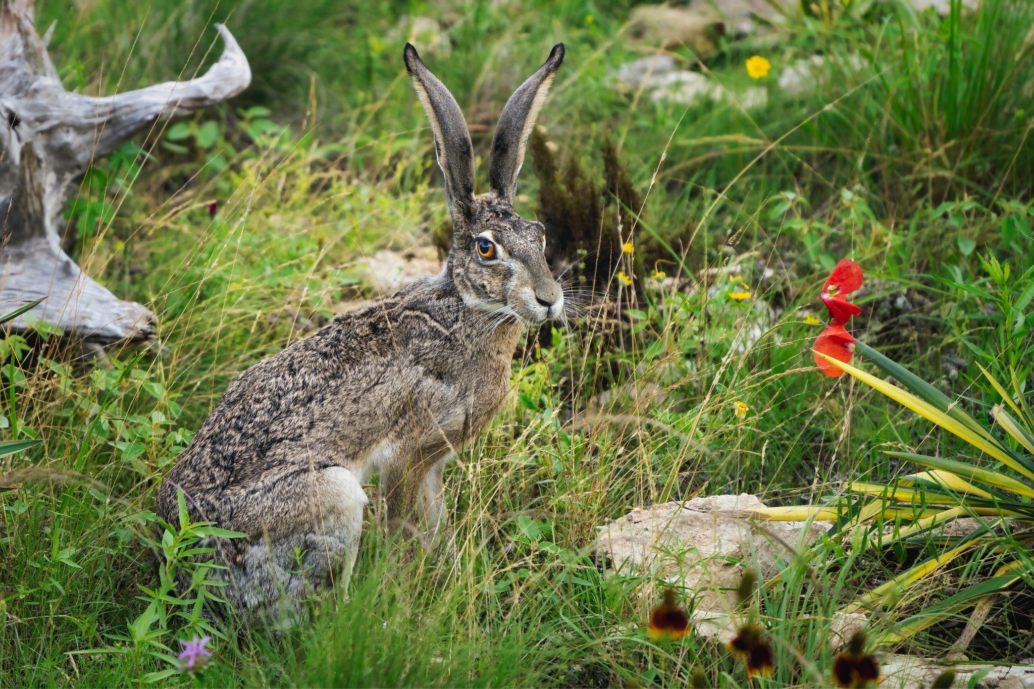 114 Hazelnut Ct, Driftwood, TX 78619