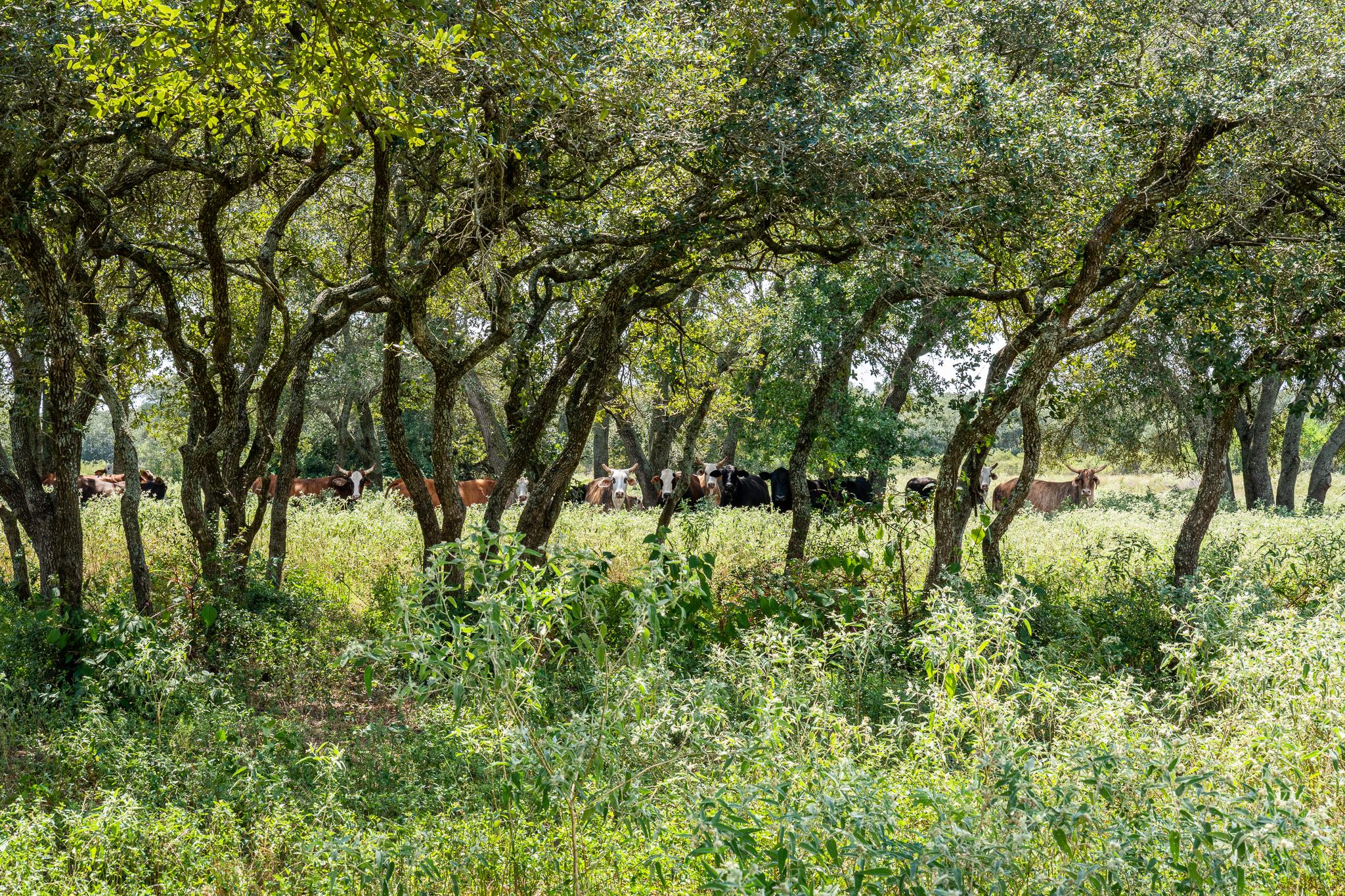 TBD CR 106, Rock Island, TX 77470