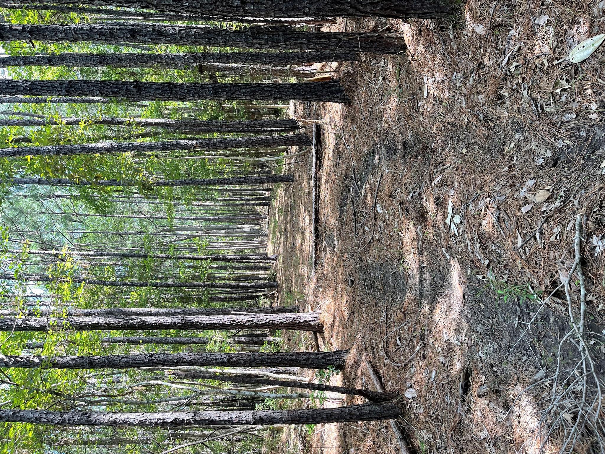 28 Live Oak Dr, Browndell, TX 75931