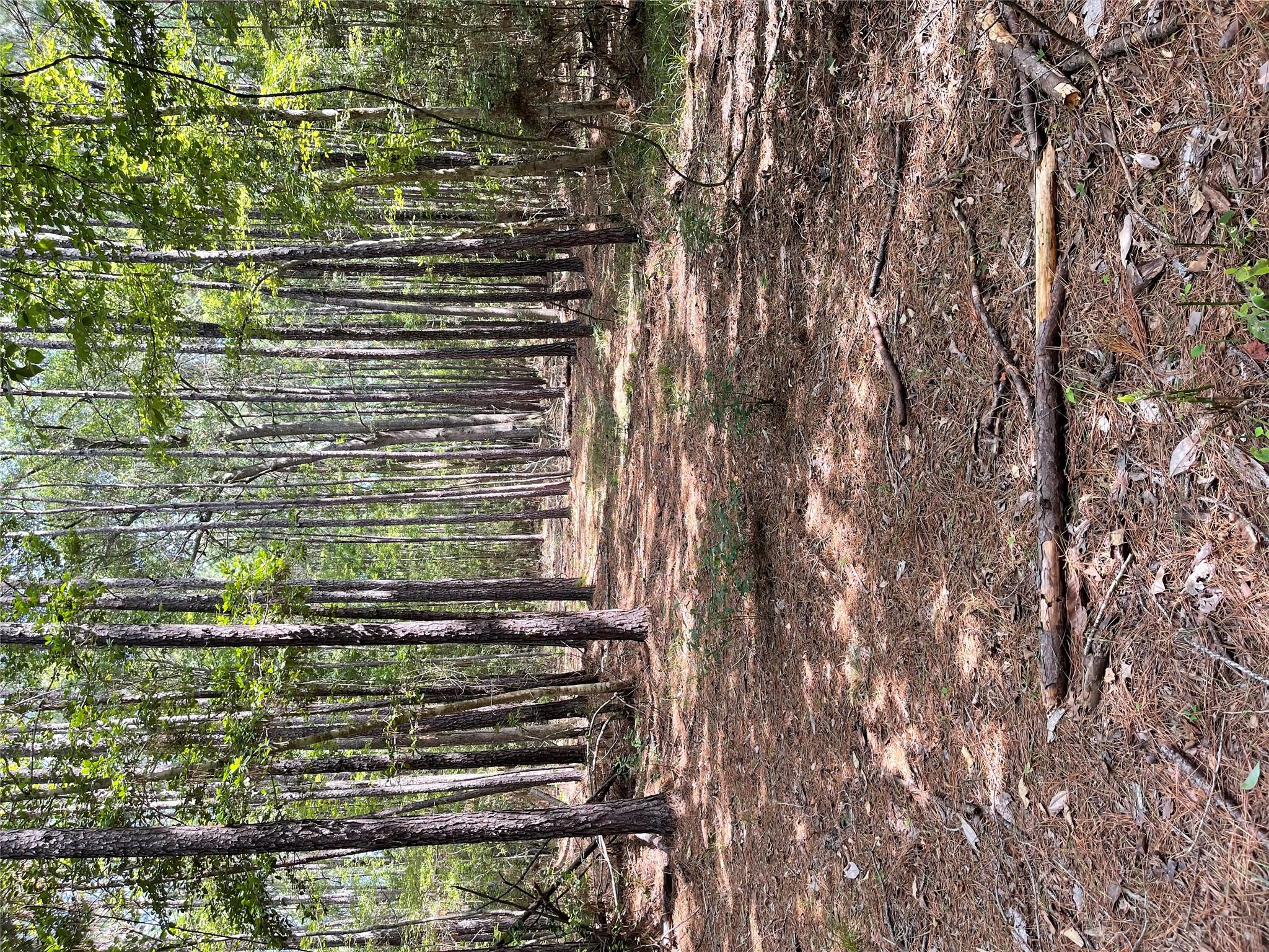 28 Live Oak Dr, Browndell, TX 75931