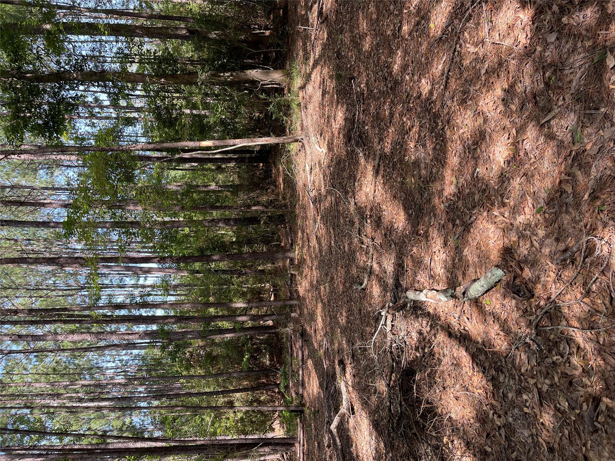 28 Live Oak Dr, Browndell, TX 75931