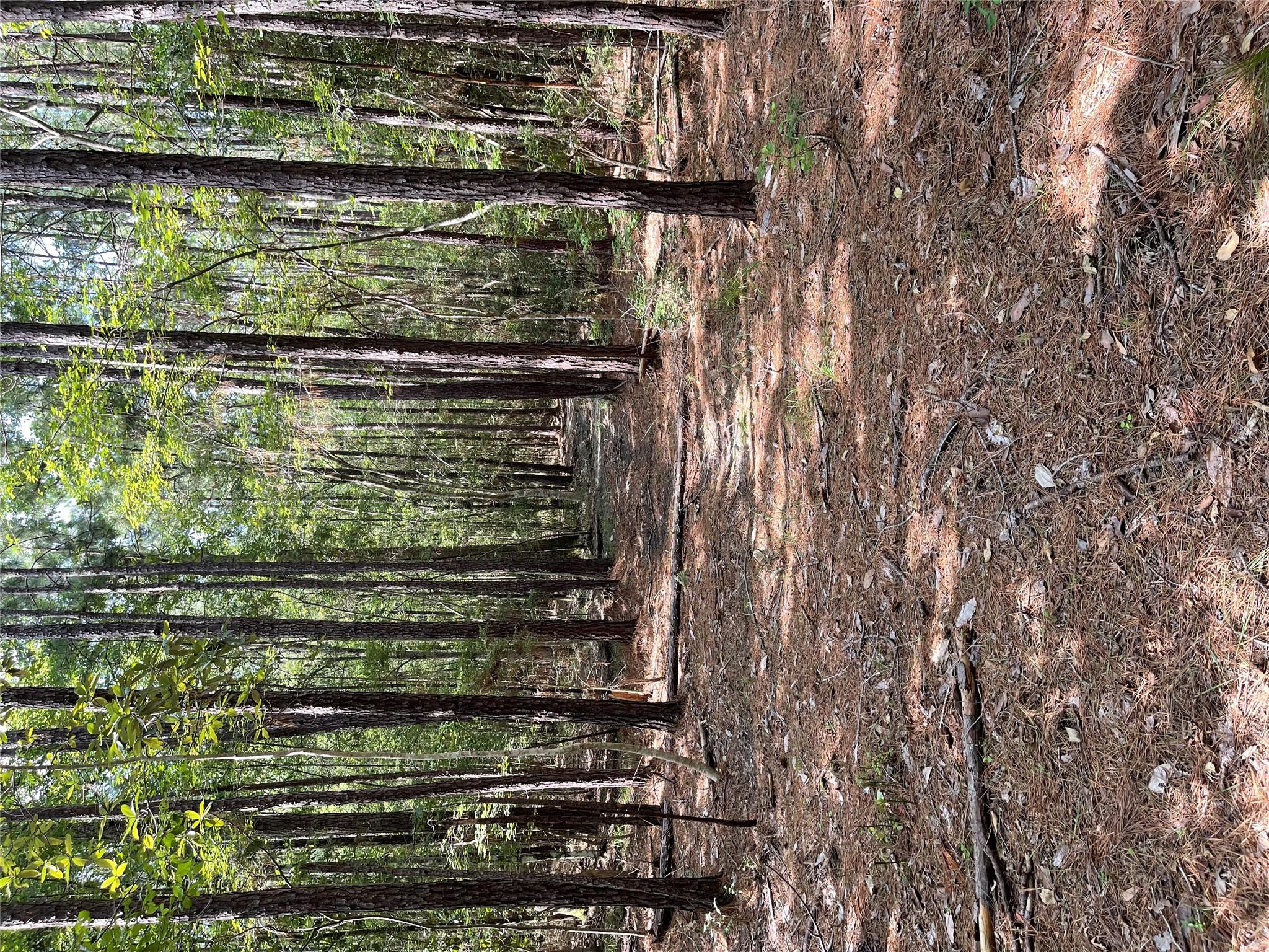 28 Live Oak Dr, Browndell, TX 75931