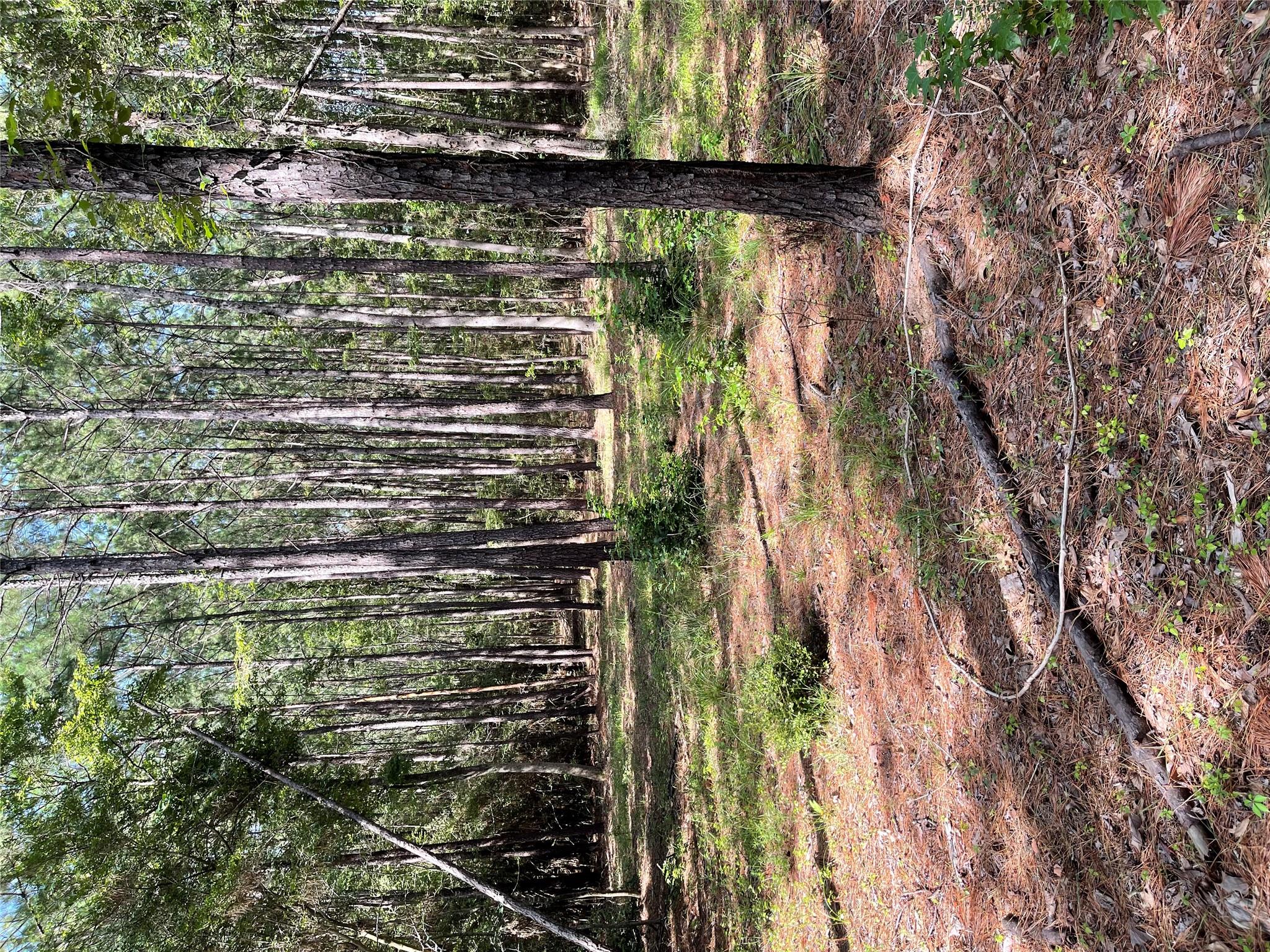 28 Live Oak Dr, Browndell, TX 75931