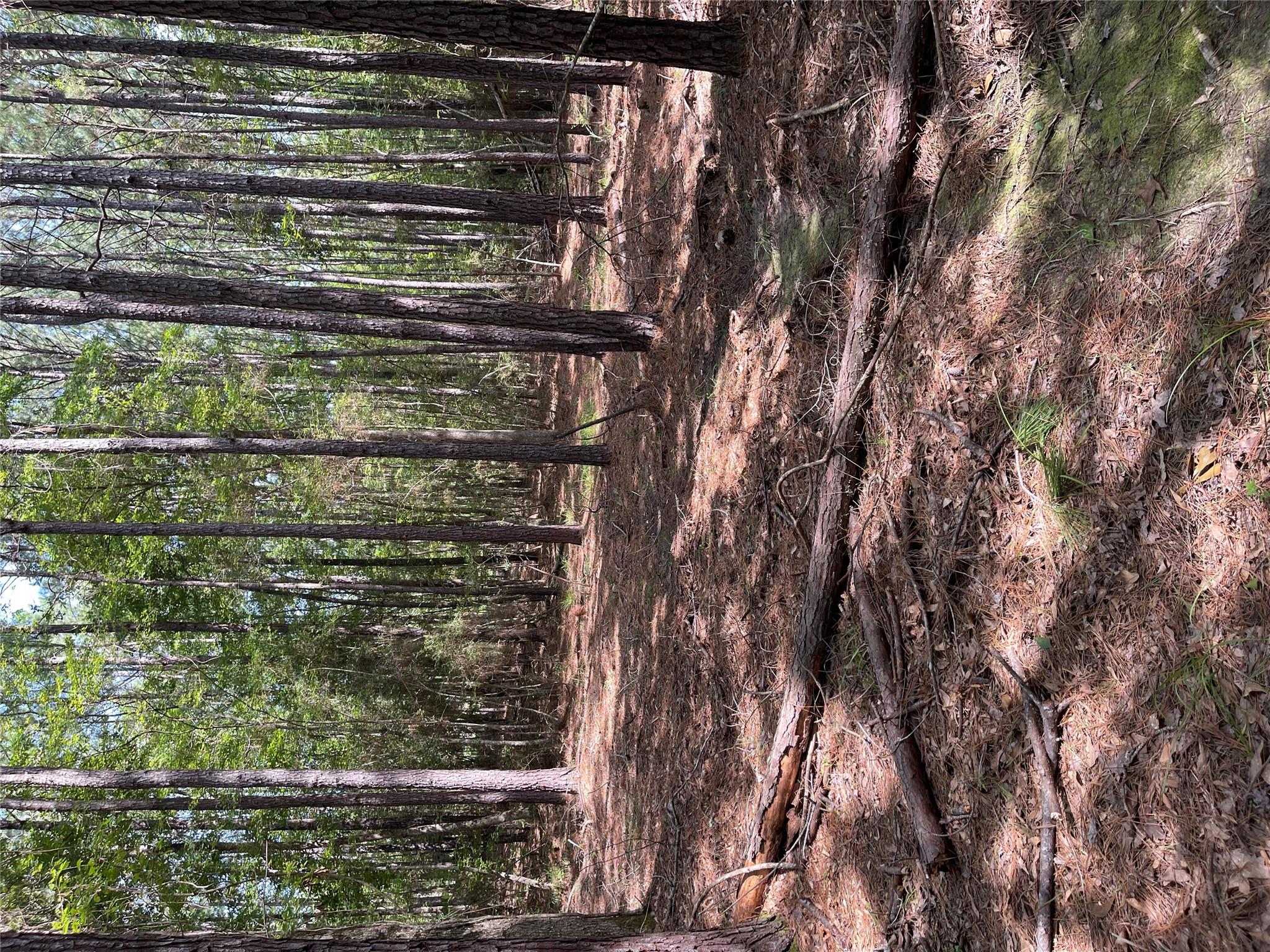 28 Live Oak Dr, Browndell, TX 75931